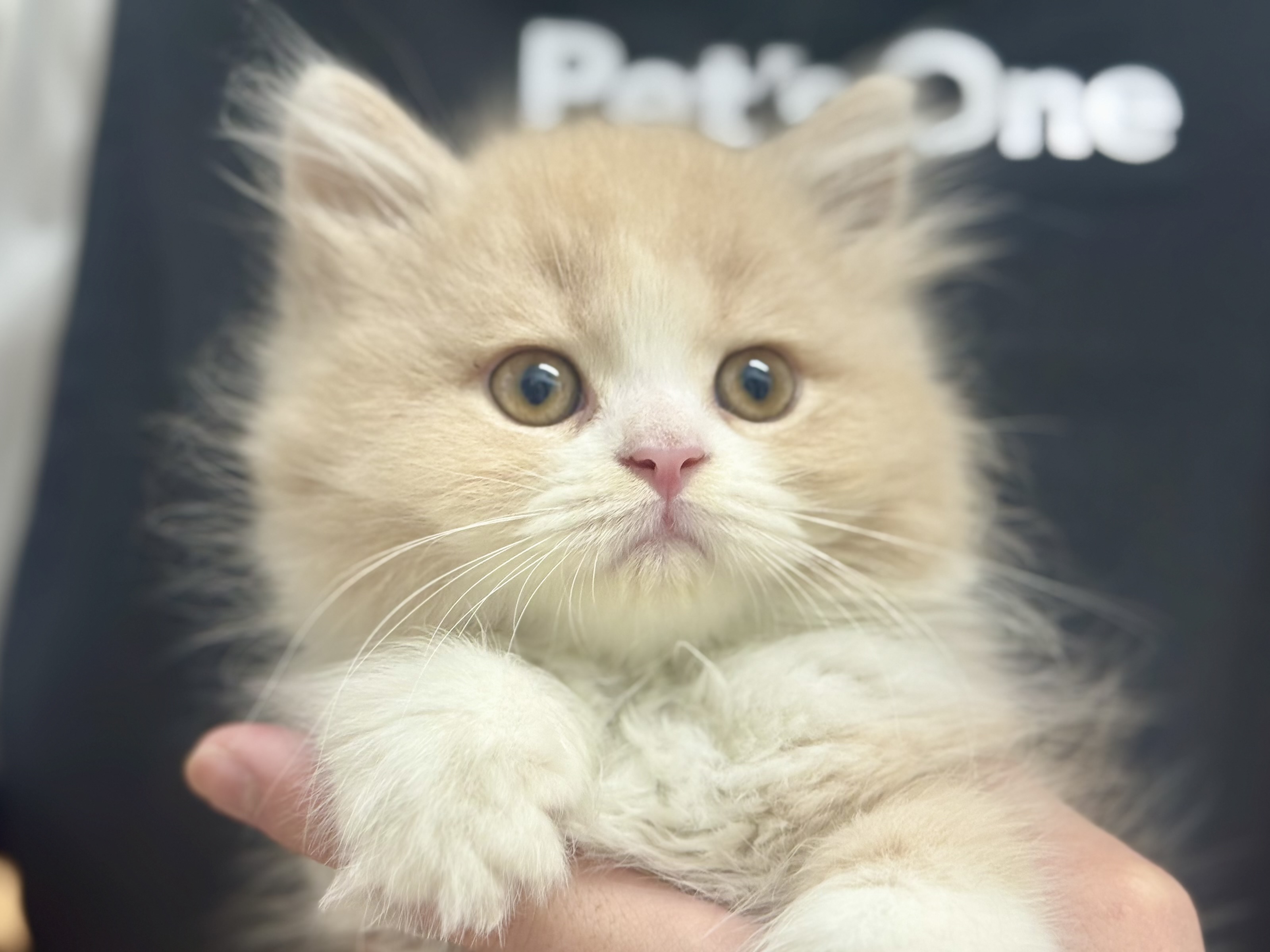 愛知県のスコティッシュフォールド (ペッツワン名古屋堀田店/2025年10月11日生まれ/女の子/クリームタビーホワイト)の子猫