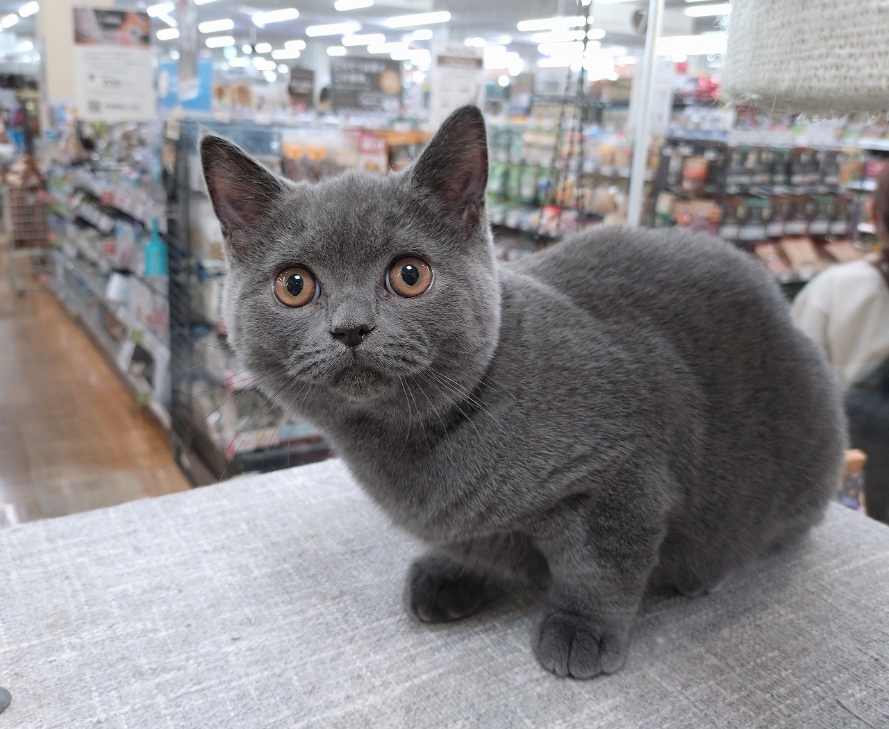 群馬県のブリティッシュショートヘアー (ペッツワン青柳店/2025年8月17日生まれ/男の子/ブルー)の子猫