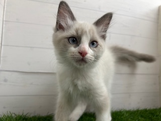 茨城県のラグドール (ペッツワン日立店/2025年9月20日生まれ/男の子/ブルーポイント)の子猫