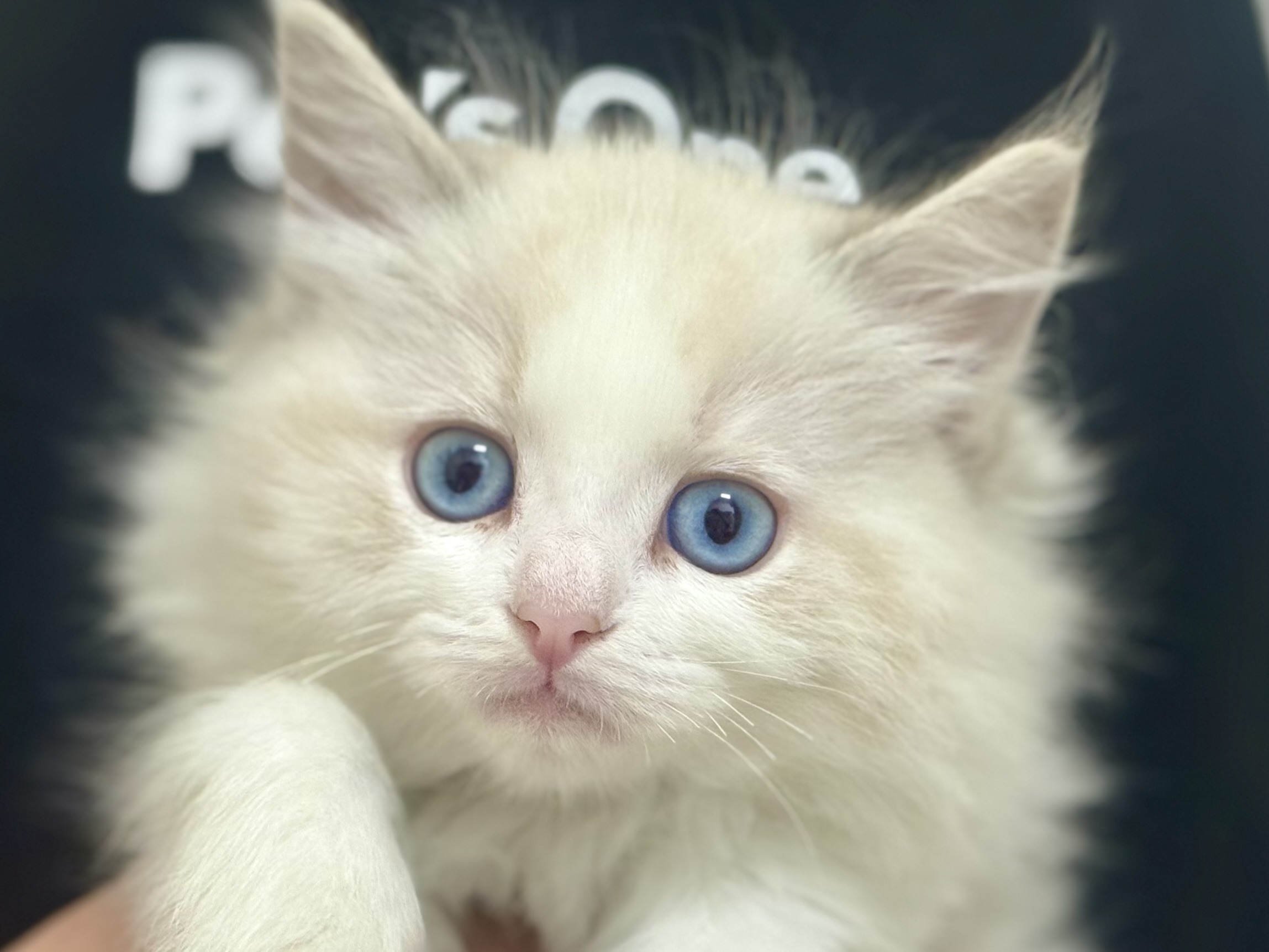 愛知県のラグドール (ペッツワン名古屋堀田店/2025年10月23日生まれ/女の子/ブルーポイントバイカラー)の子猫