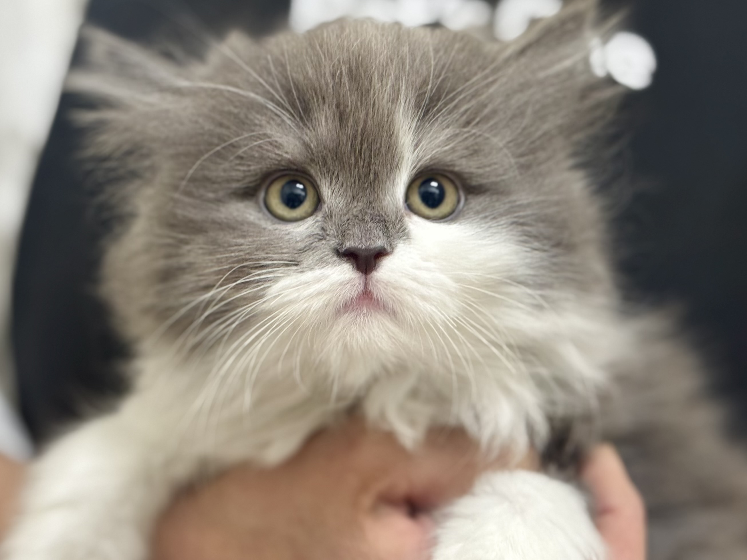 愛知県のサイベリアン (ペッツワン名古屋堀田店/2025年10月24日生まれ/女の子/ブルータビーホワイト)の子猫