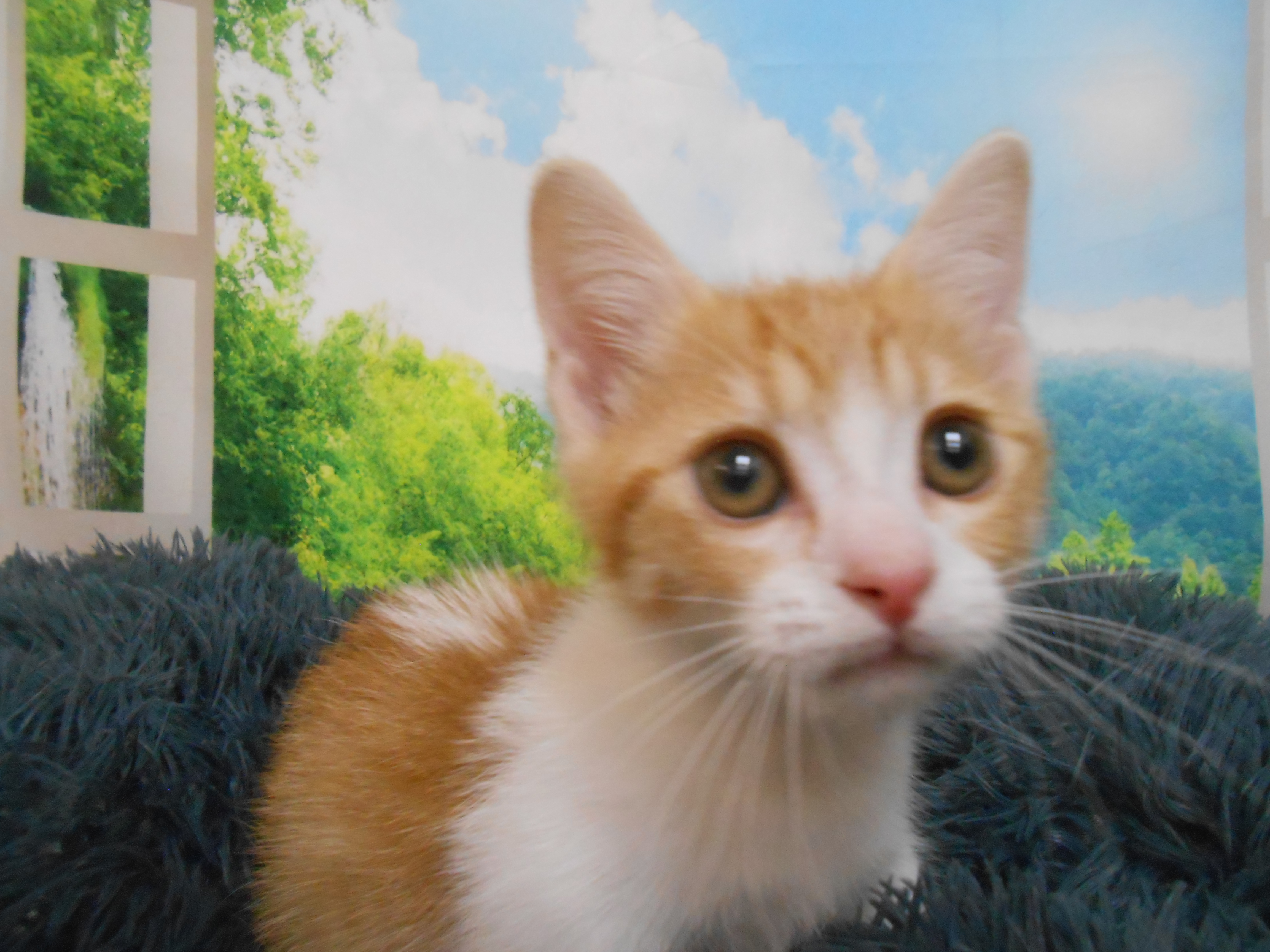 愛知県のマンチカン (ペッツワン半田店/2025年10月9日生まれ/男の子/レッドマッカレルタビーホワイト)の子猫