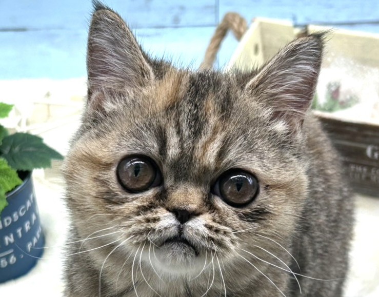静岡県のエキゾチック (ペッツワン藤枝店/2025年9月13日生まれ/女の子/その他色)の子猫の1枚目の画像