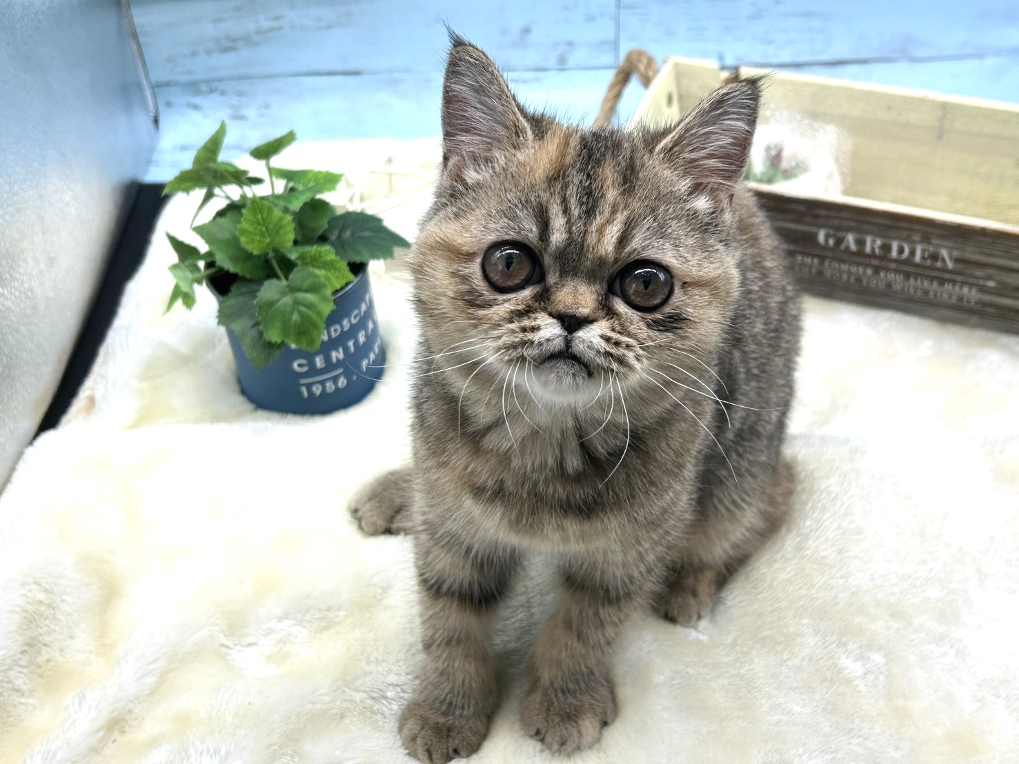 静岡県のエキゾチック (ペッツワン藤枝店/2025年9月13日生まれ/女の子/その他色)の子猫の2枚目の画像