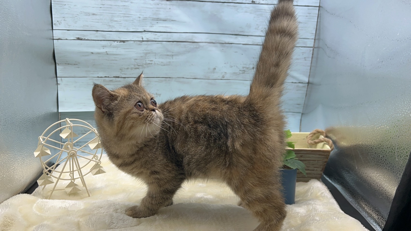 静岡県のエキゾチック (ペッツワン藤枝店/2025年9月13日生まれ/女の子/その他色)の子猫の3枚目の画像