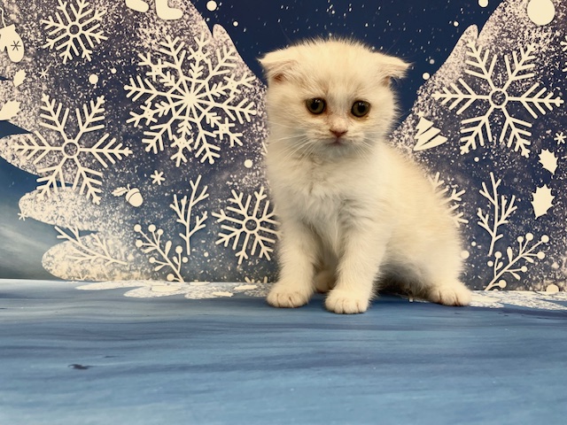 千葉県のスコティッシュフォールド (ペッツワン木更津金田店/2025年10月18日生まれ/男の子/クリームホワイト)の子猫の1枚目の画像