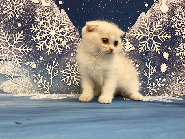 千葉県のスコティッシュフォールド (ペッツワン木更津金田店/2025年10月18日生まれ/男の子/クリームホワイト)の子猫の2枚目の画像