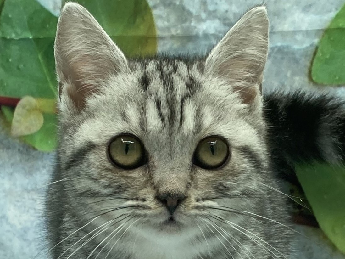 埼玉県のアメリカンショートヘアー (ペッツワン北本店/2025年8月23日生まれ/女の子/シルバータビー)の子猫