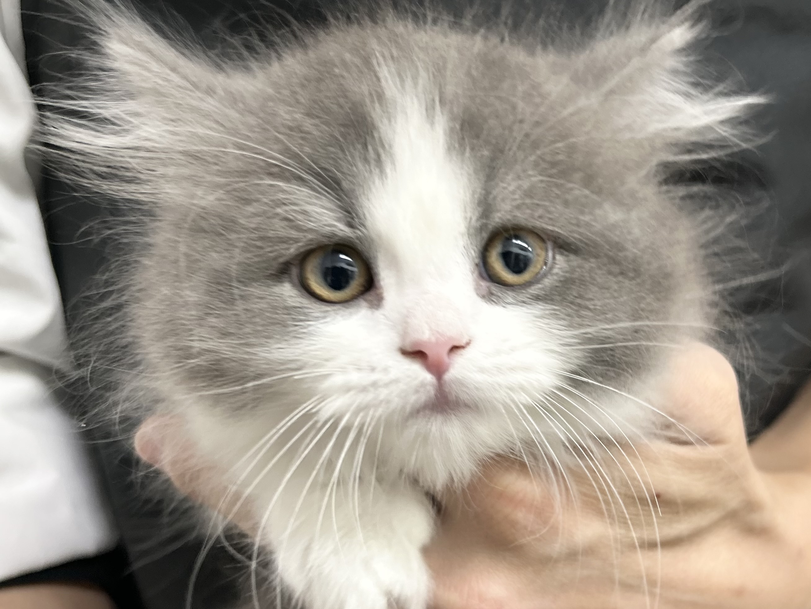 愛知県のミヌエット (ペッツワン名古屋堀田店/2025年10月10日生まれ/男の子/ブルータビーホワイト)の子猫