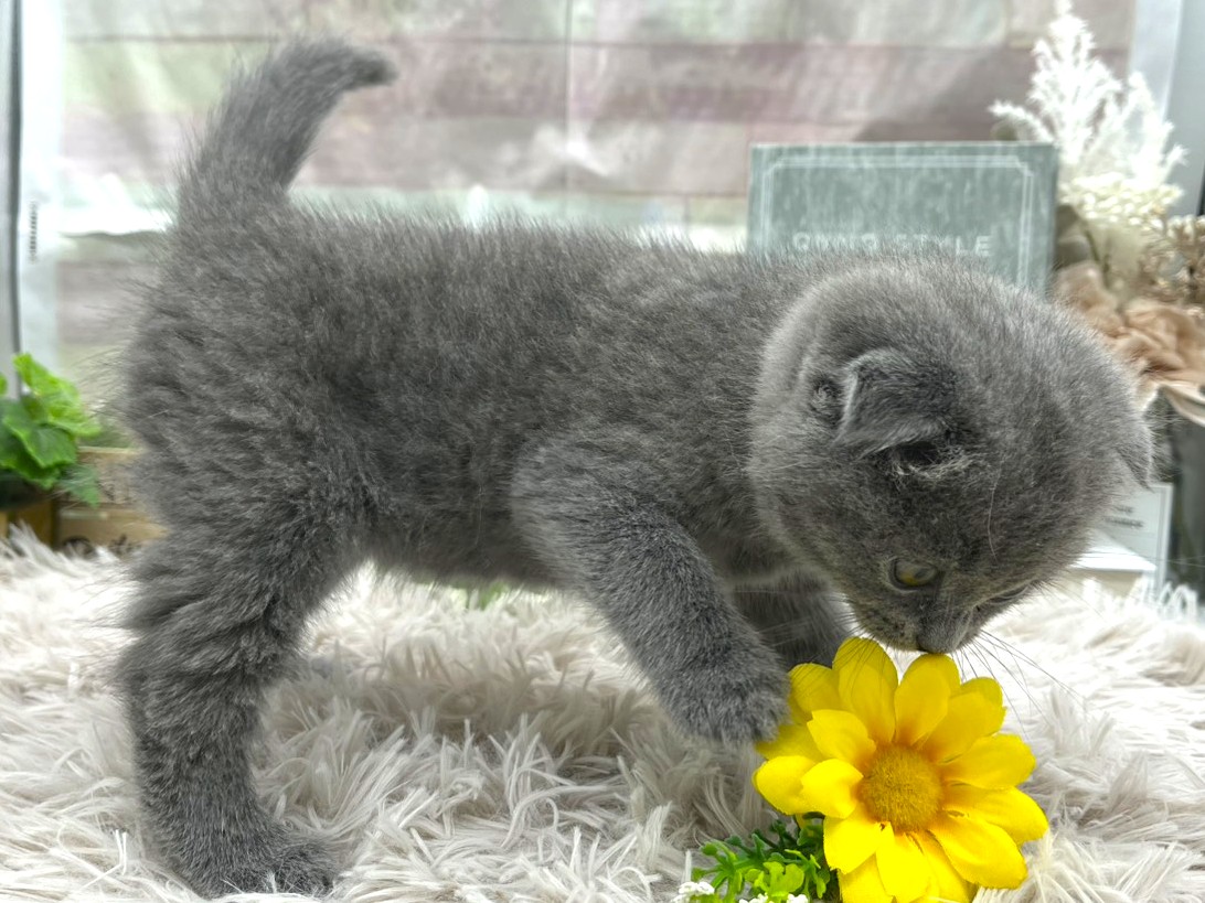 静岡県のスコティッシュフォールド (ペッツワン掛川店/2025年10月23日生まれ/男の子/ブルー)の子猫の2枚目の画像