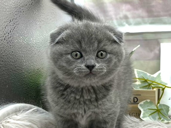 静岡県のスコティッシュフォールド (ペッツワン掛川店/2025年10月23日生まれ/男の子/ブルー)の子猫の1枚目の画像