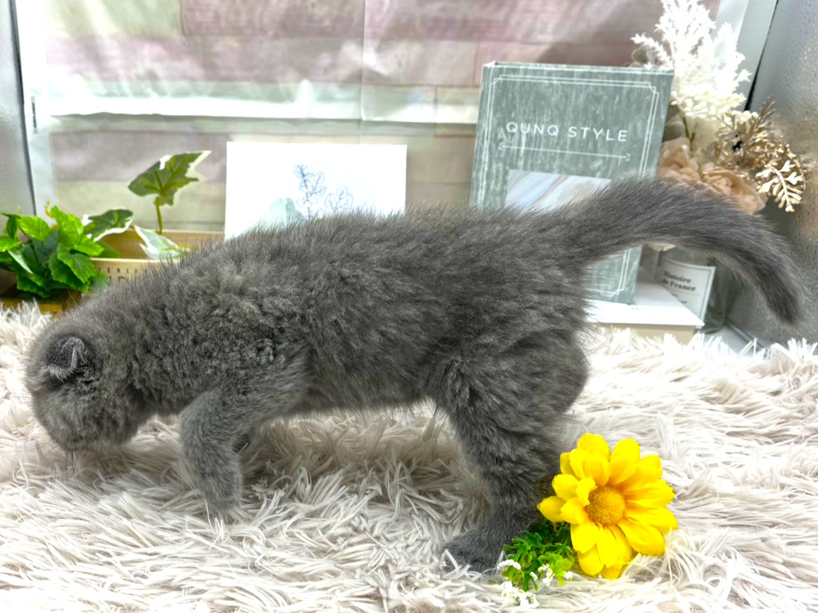 静岡県のスコティッシュフォールド (ペッツワン掛川店/2025年10月23日生まれ/男の子/ブルー)の子猫の3枚目の画像