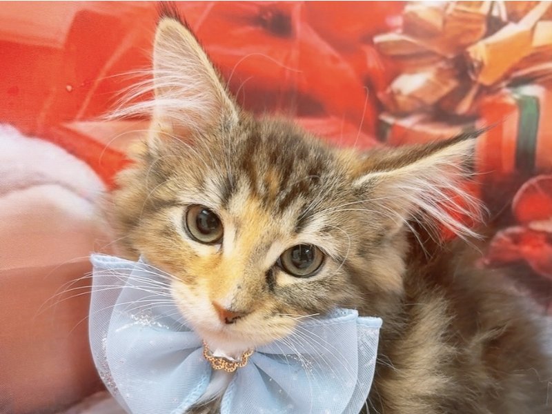 沖縄県のノルウェージャンフォレストキャット (ペッツワンFCあがり浜店/2025年9月24日生まれ/女の子/ブラウンパッチドタビーホワイト)の子猫