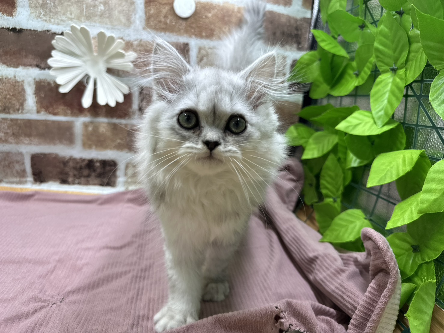 福島県のラガマフィン (ペッツワン白河モール店/2025年9月10日生まれ/男の子/シルバー)の子猫