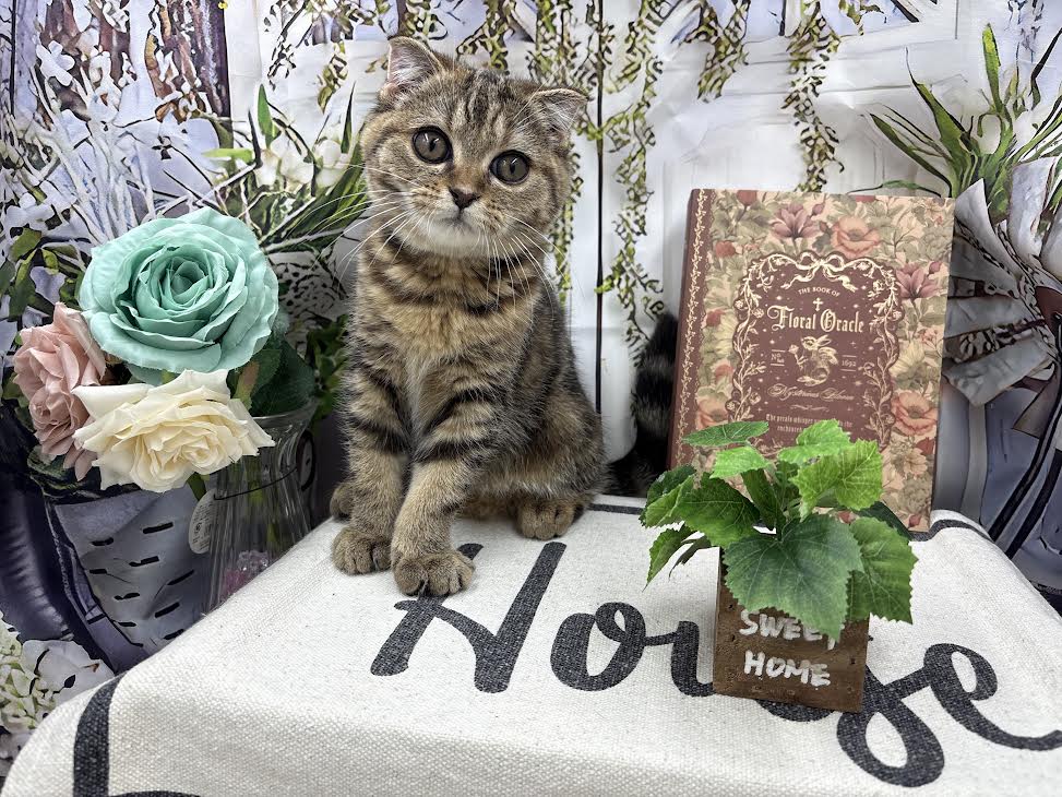 群馬県のスコティッシュフォールド (ペッツワン前橋小島田店/2025年8月26日生まれ/女の子/ブラウンタビー)の子猫