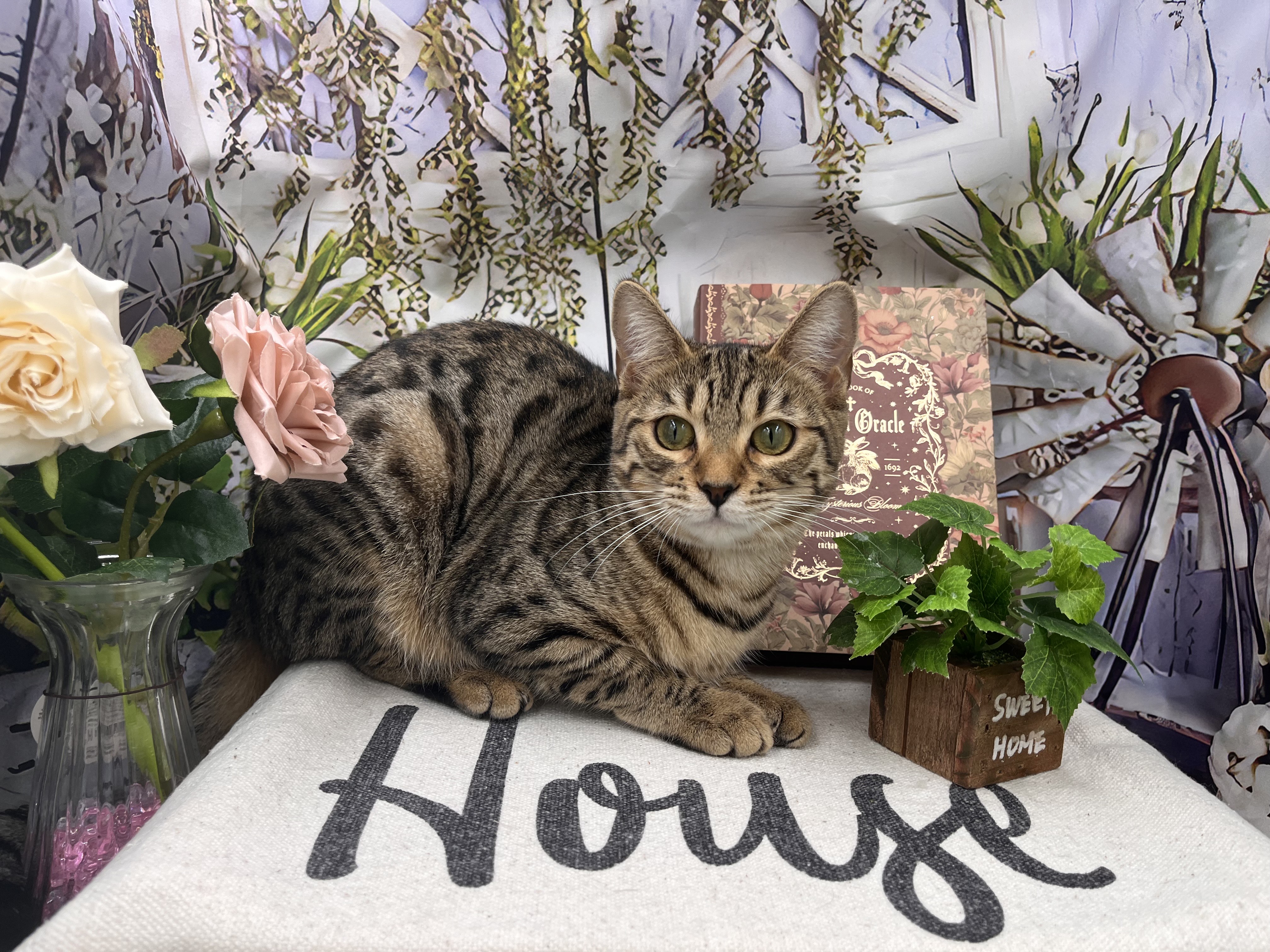 群馬県のベンガル (ペッツワン前橋小島田店/2025年4月26日生まれ/女の子/ブラウンスポットタビー)の子猫