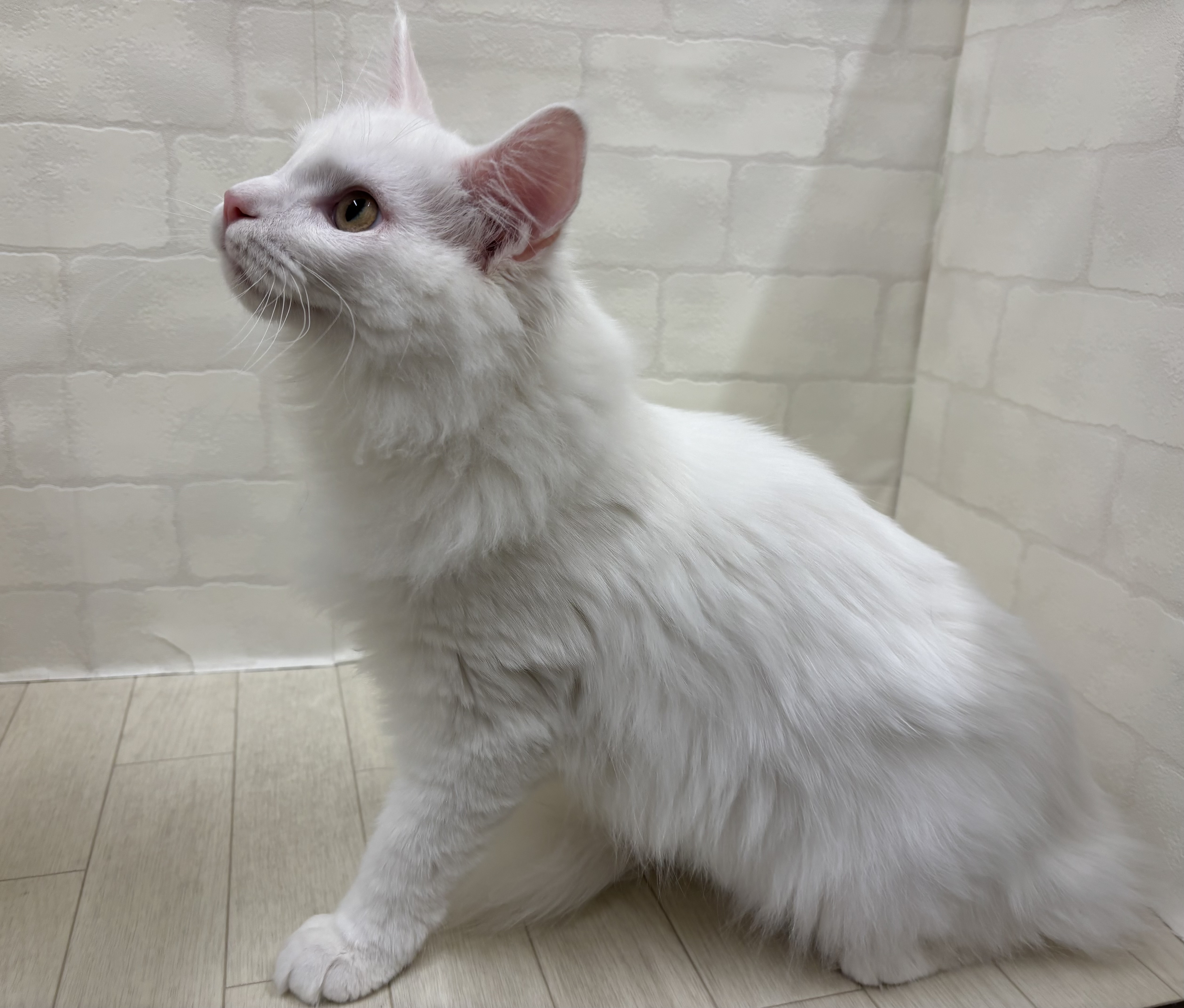 埼玉県のメインクーン (ペッツワン大利根店/2025年7月8日生まれ/男の子/ホワイト)の子猫の3枚目の画像