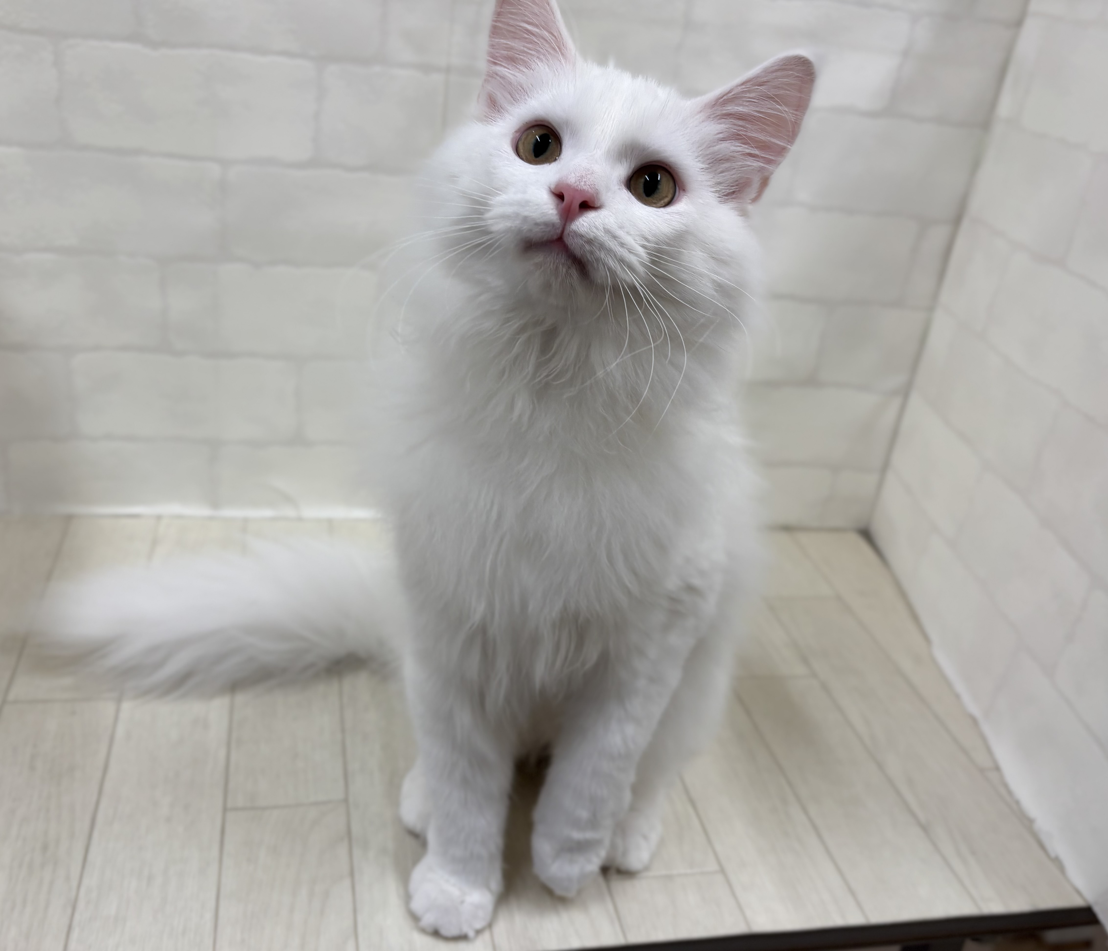 埼玉県のメインクーン (ペッツワン大利根店/2025年7月8日生まれ/男の子/ホワイト)の子猫の2枚目の画像