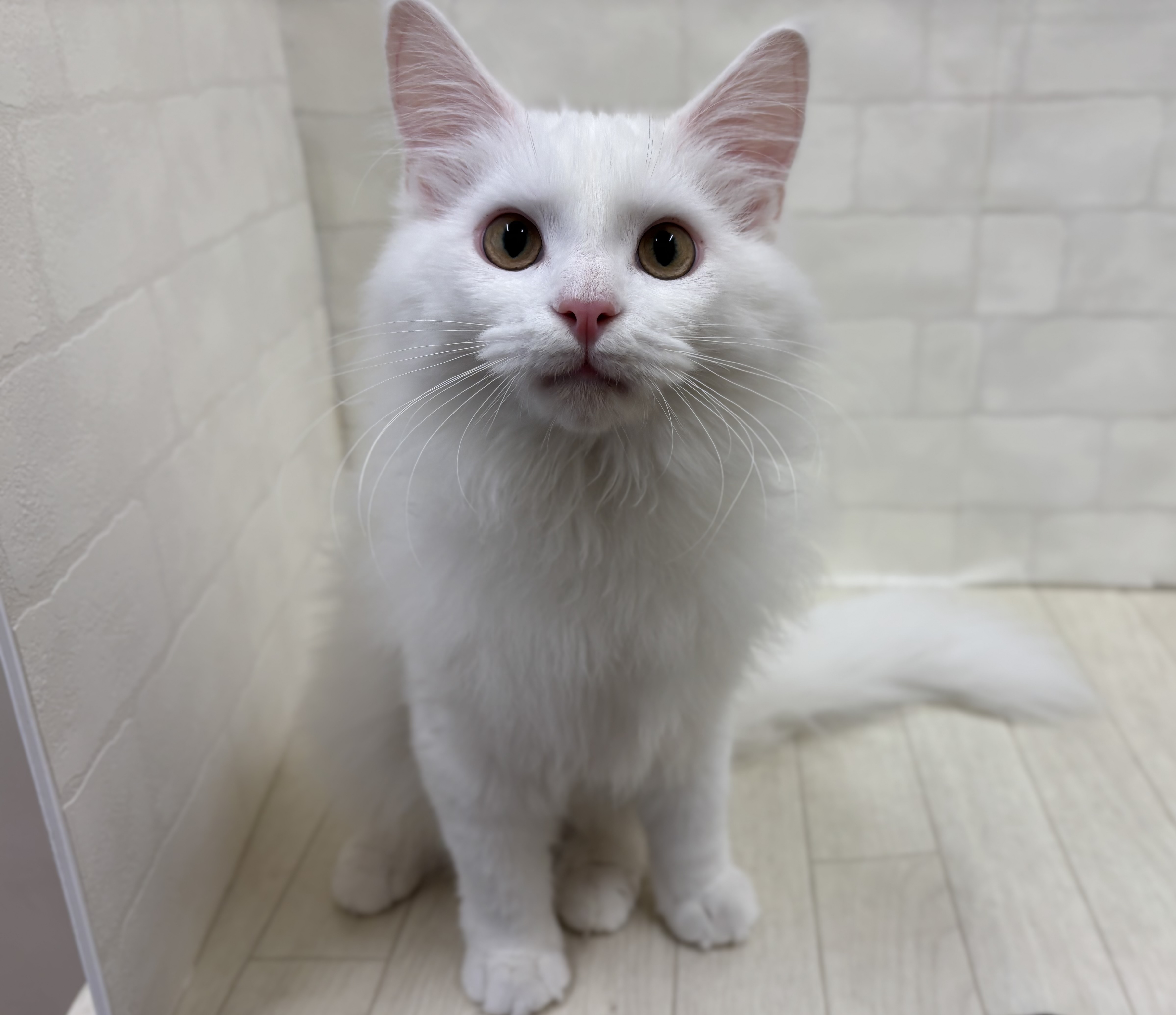 埼玉県のメインクーン (ペッツワン大利根店/2025年7月8日生まれ/男の子/ホワイト)の子猫の1枚目の画像