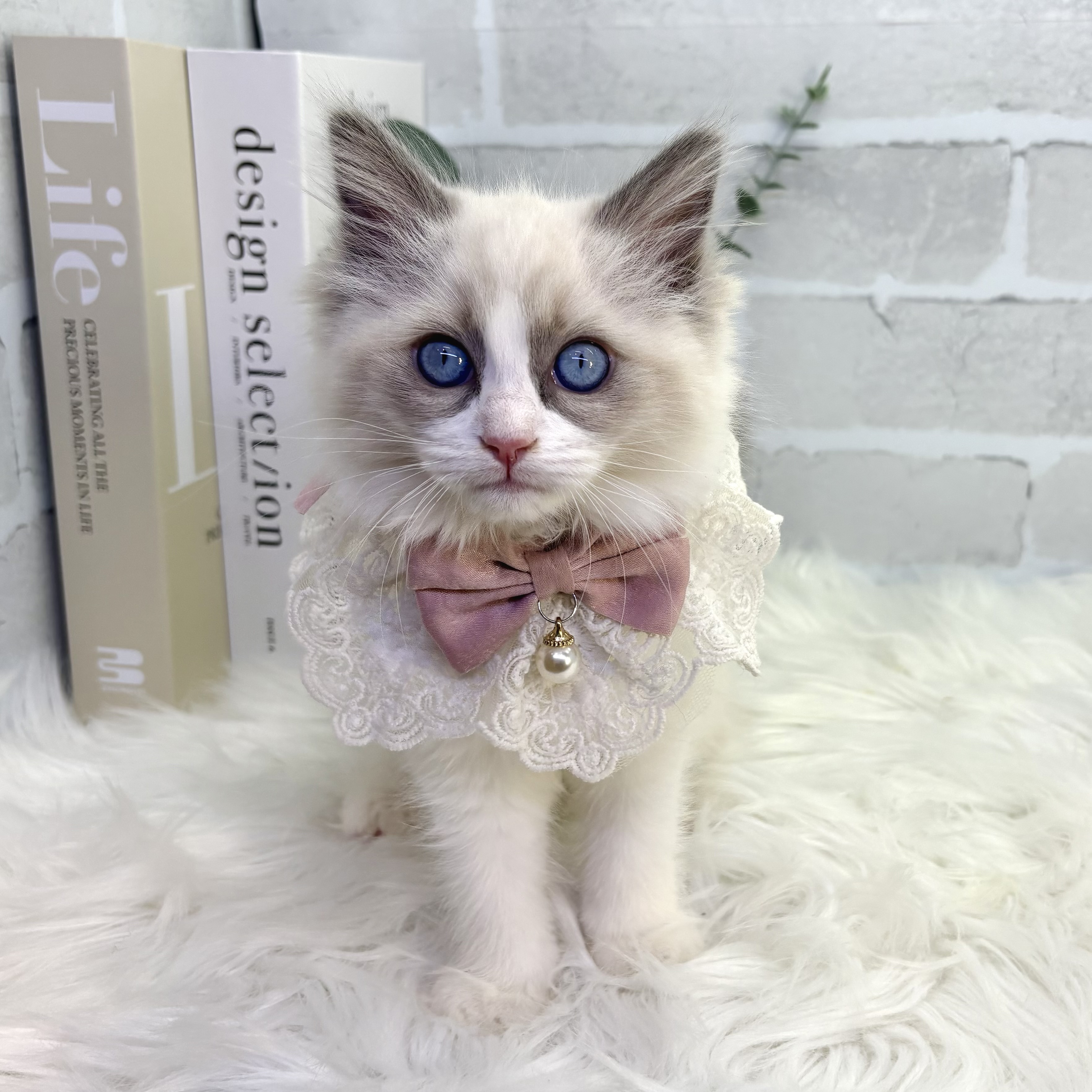 大阪府のラグドール (ペッツワン高槻店/2025年10月21日生まれ/女の子/ブルーポイントバイカラー)の子猫の1枚目の画像