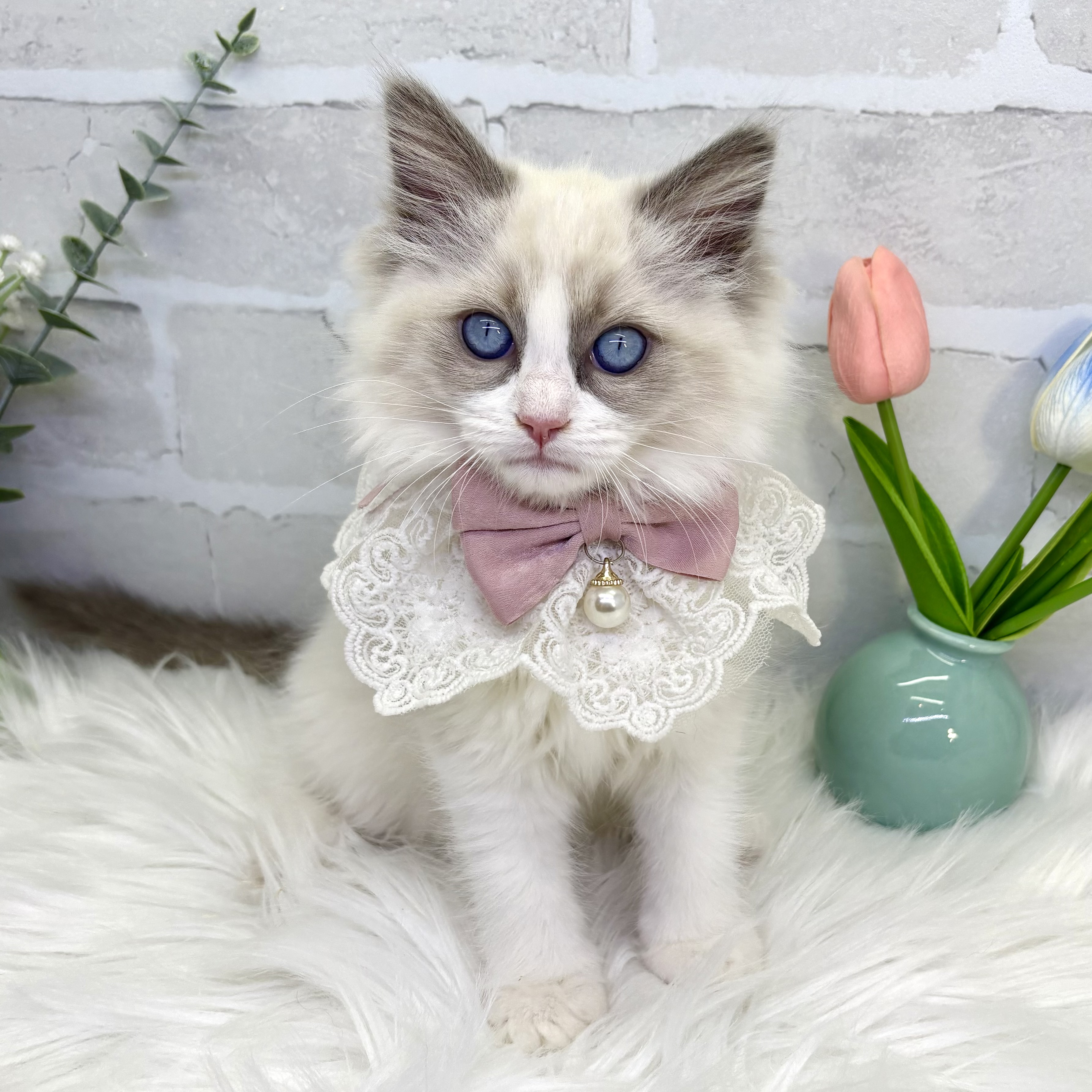 大阪府のラグドール (ペッツワン高槻店/2025年10月21日生まれ/女の子/ブルーポイントバイカラー)の子猫の2枚目の画像