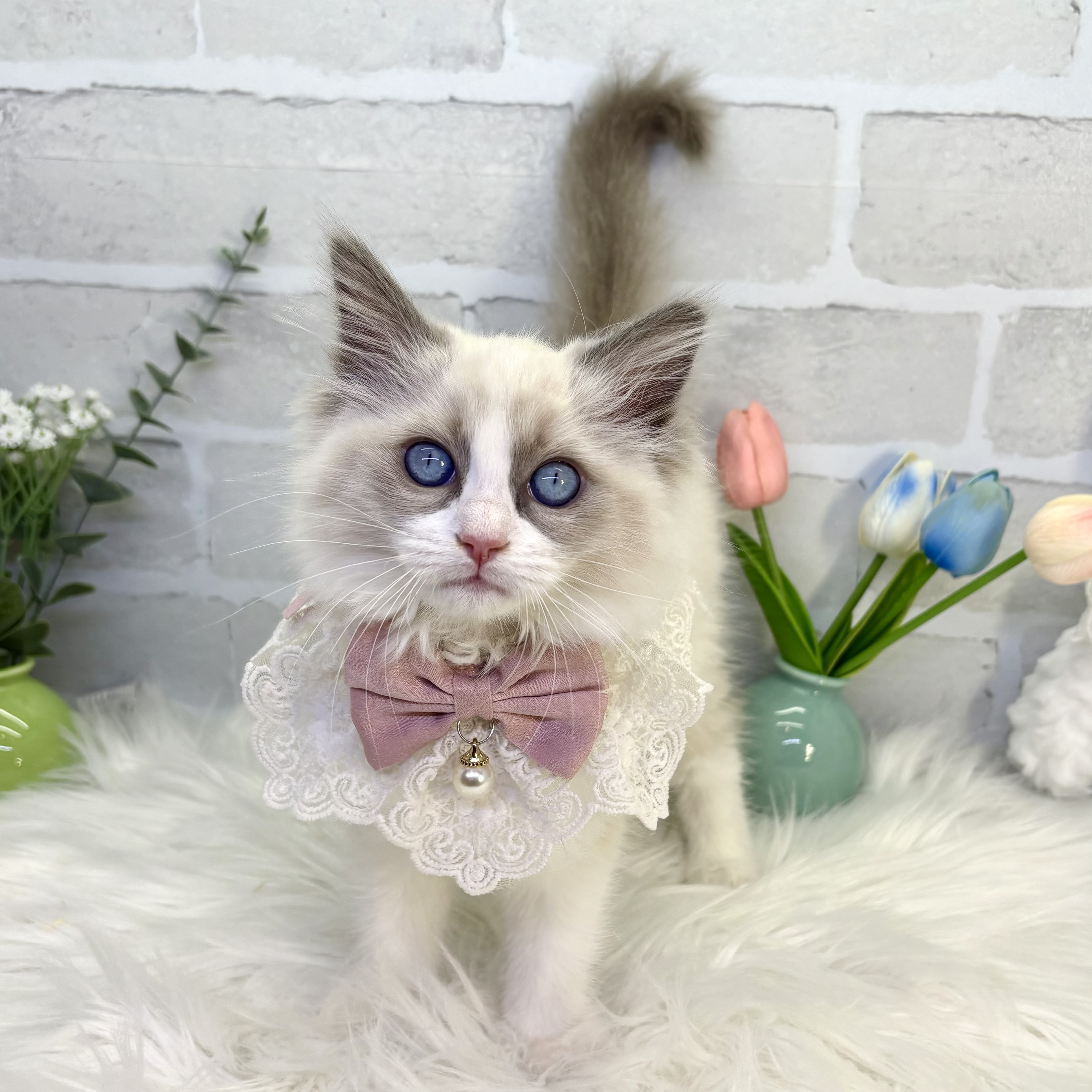 大阪府のラグドール (ペッツワン高槻店/2025年10月21日生まれ/女の子/ブルーポイントバイカラー)の子猫の3枚目の画像