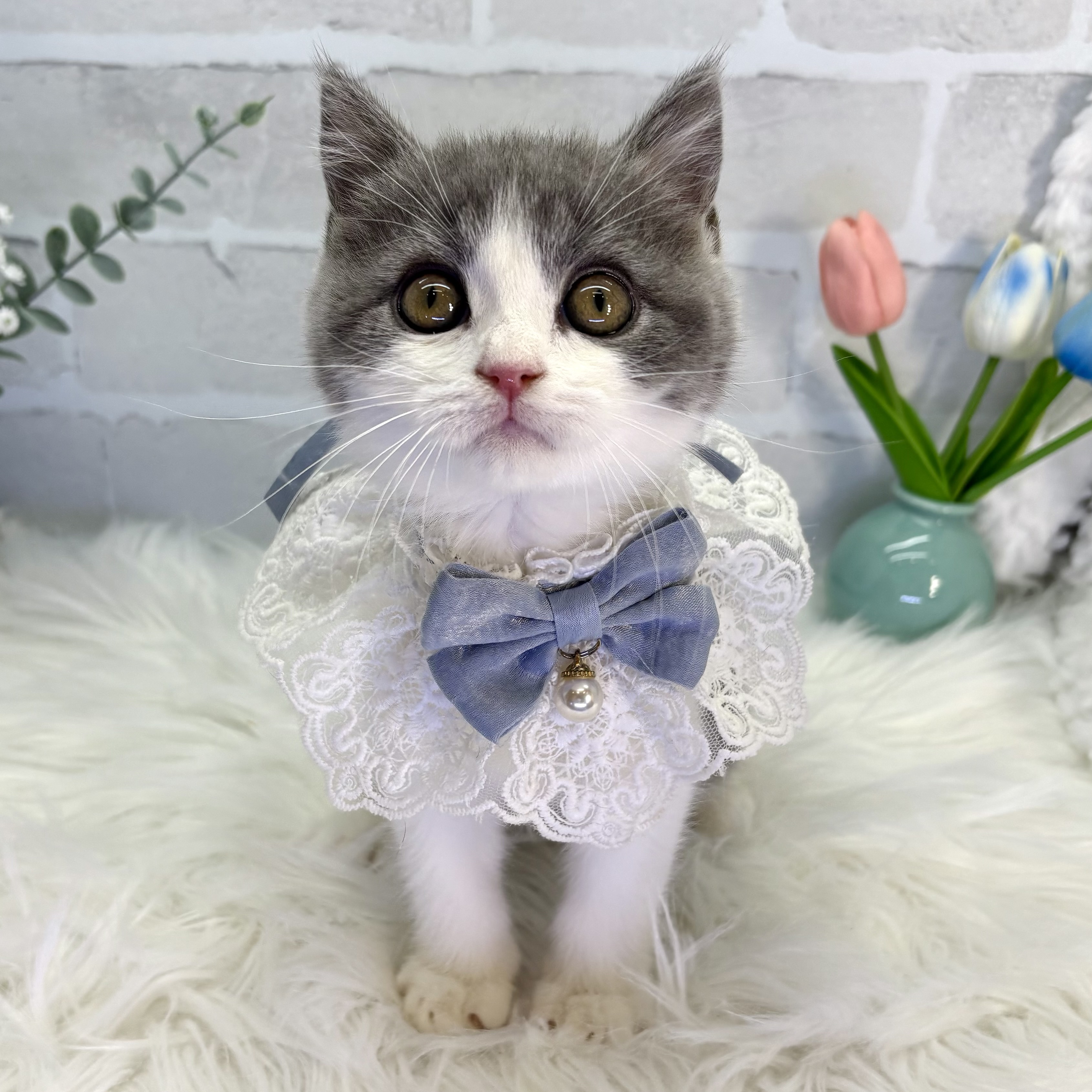 大阪府のブリティッシュショートヘアー (ペッツワン高槻店/2025年10月15日生まれ/男の子/ブルーホワイト)の子猫