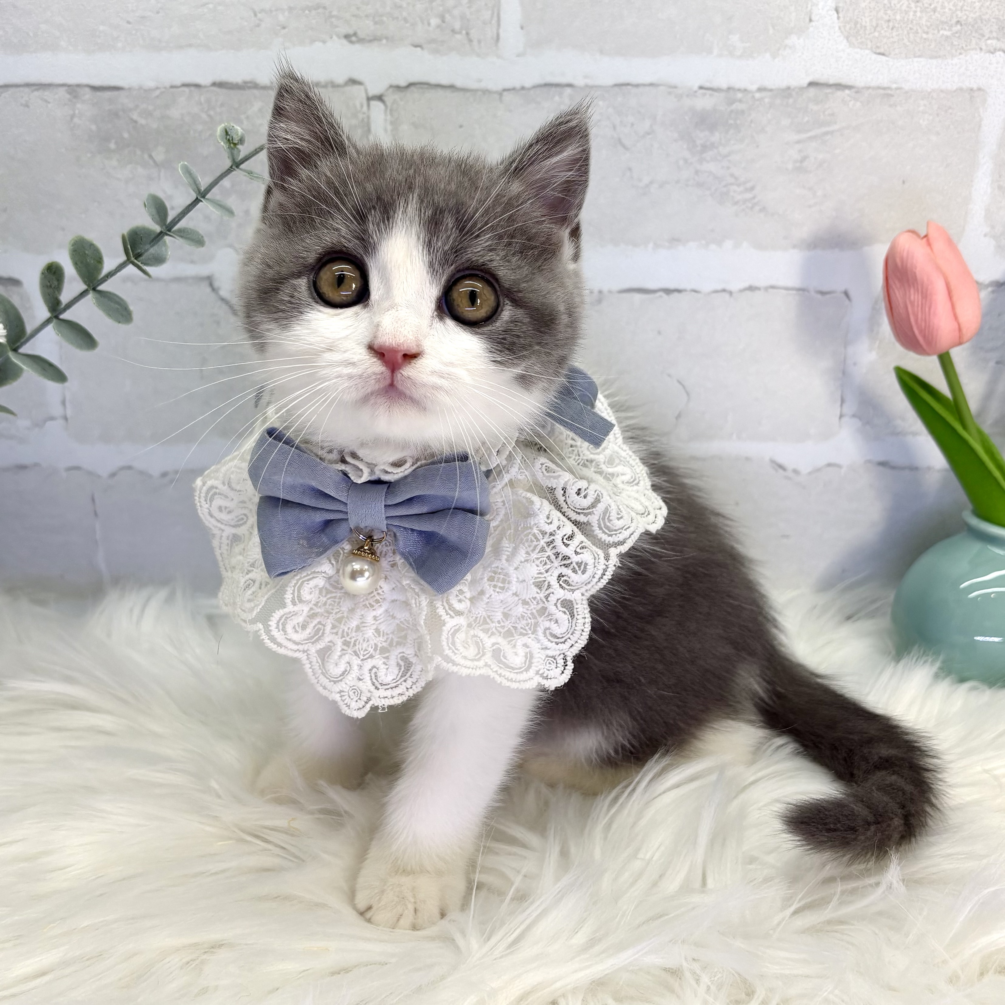 大阪府のブリティッシュショートヘアー (ペッツワン高槻店/2025年10月15日生まれ/男の子/ブルーホワイト)の子猫の2枚目の画像