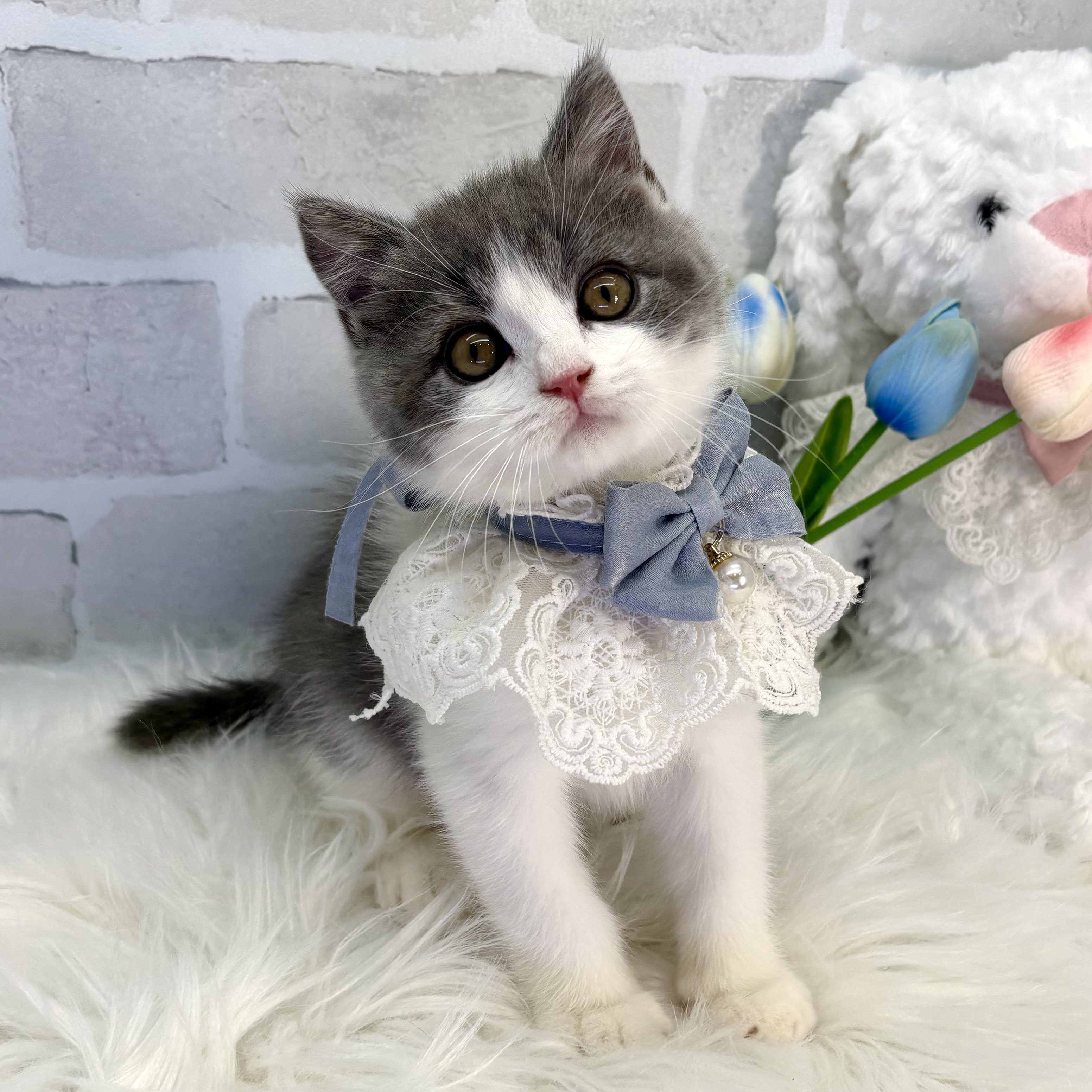 大阪府のブリティッシュショートヘアー (ペッツワン高槻店/2025年10月15日生まれ/男の子/ブルーホワイト)の子猫の3枚目の画像
