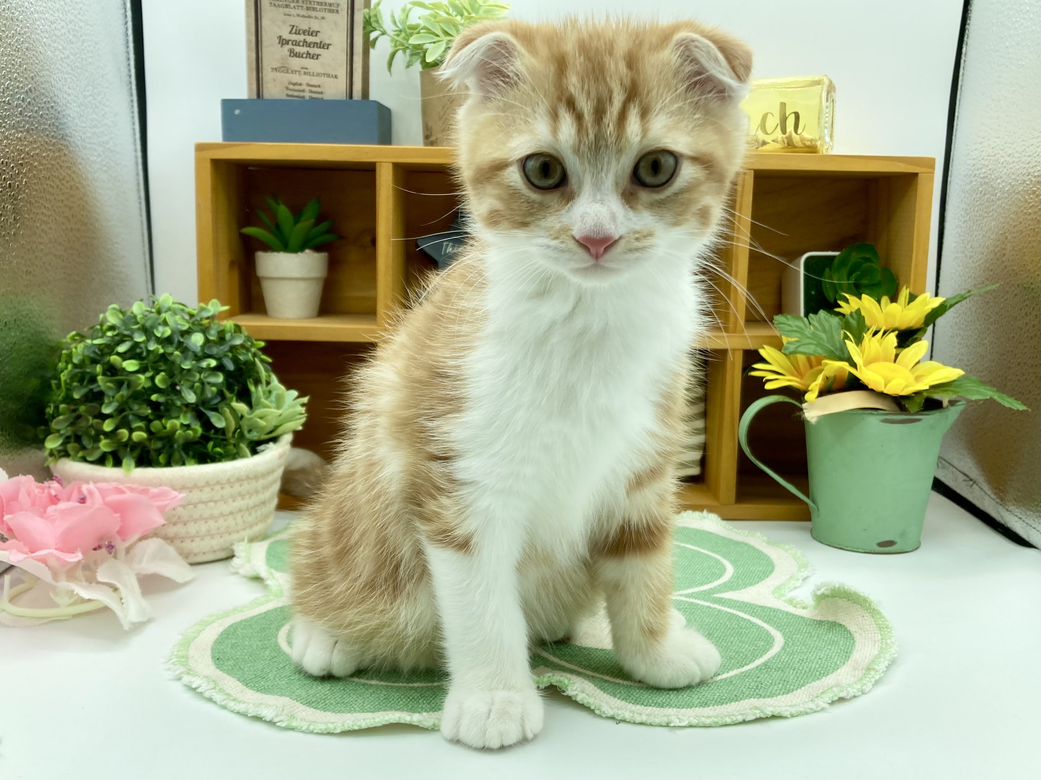 静岡県のスコティッシュフォールド (ペッツワン清水店/2025年10月17日生まれ/男の子/レッドタビーホワイト)の子猫