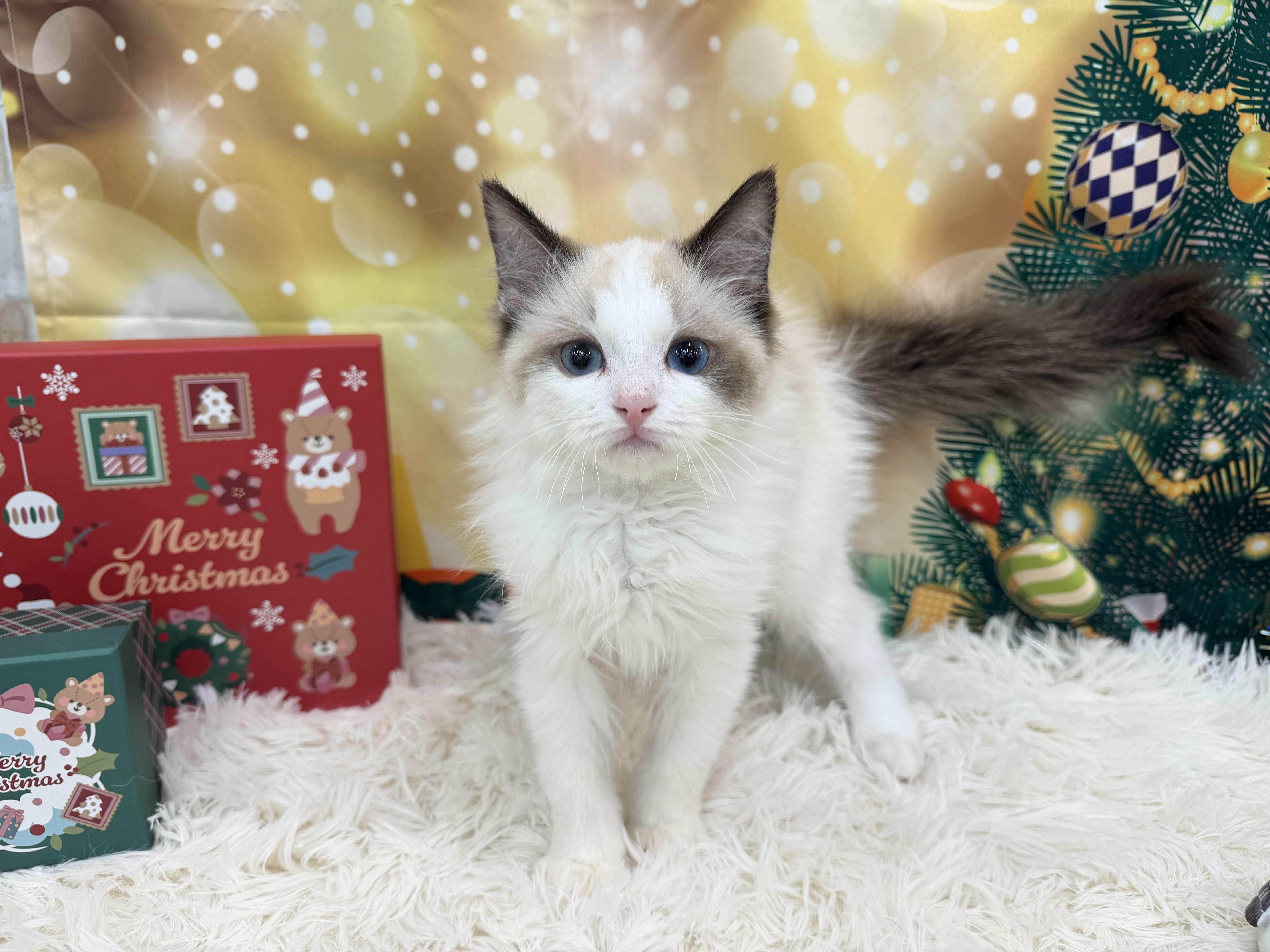 静岡県のラグドール (ペッツワン清水店/2025年9月22日生まれ/男の子/シールポイントバイカラー)の子猫の1枚目の画像