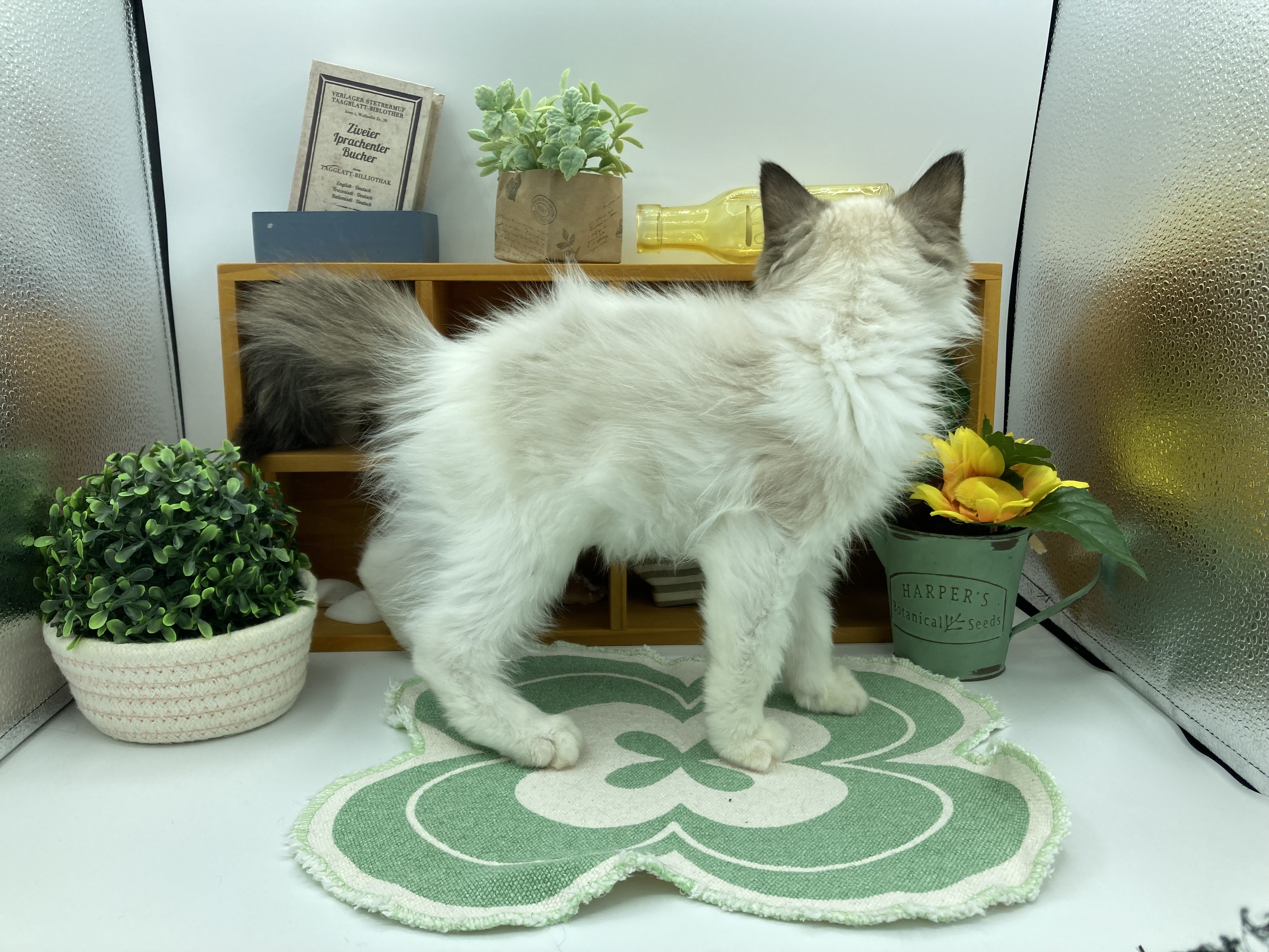 静岡県のラグドール (ペッツワン清水店/2025年9月22日生まれ/男の子/シールポイントバイカラー)の子猫の2枚目の画像