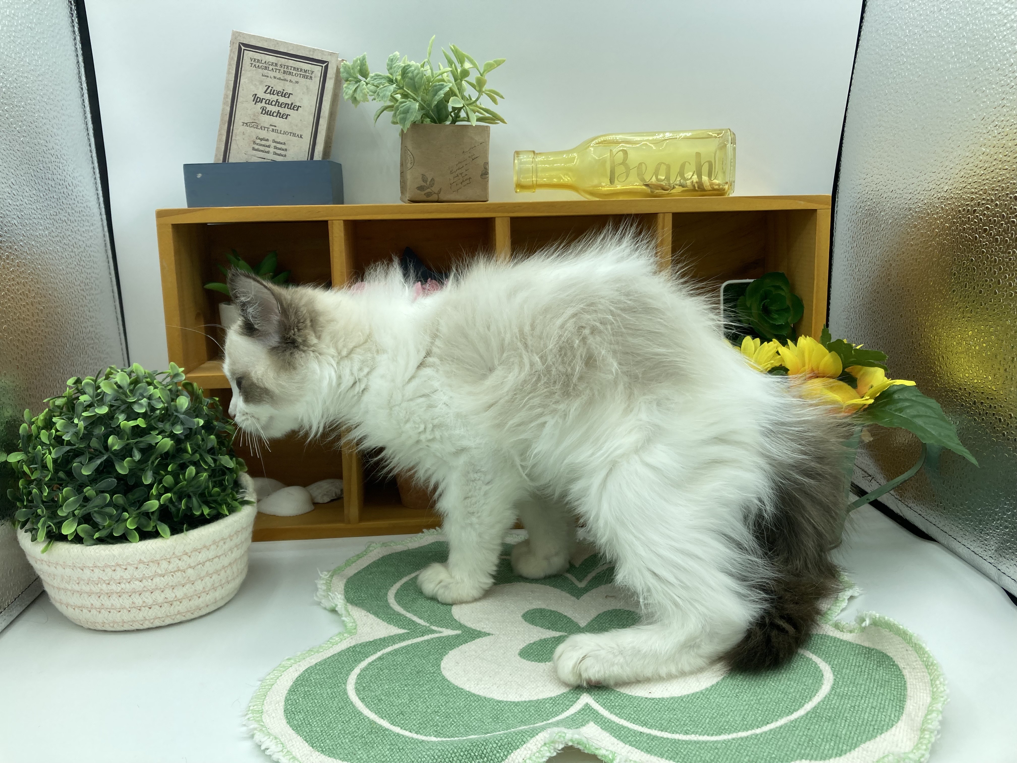 静岡県のラグドール (ペッツワン清水店/2025年9月22日生まれ/男の子/シールポイントバイカラー)の子猫の3枚目の画像