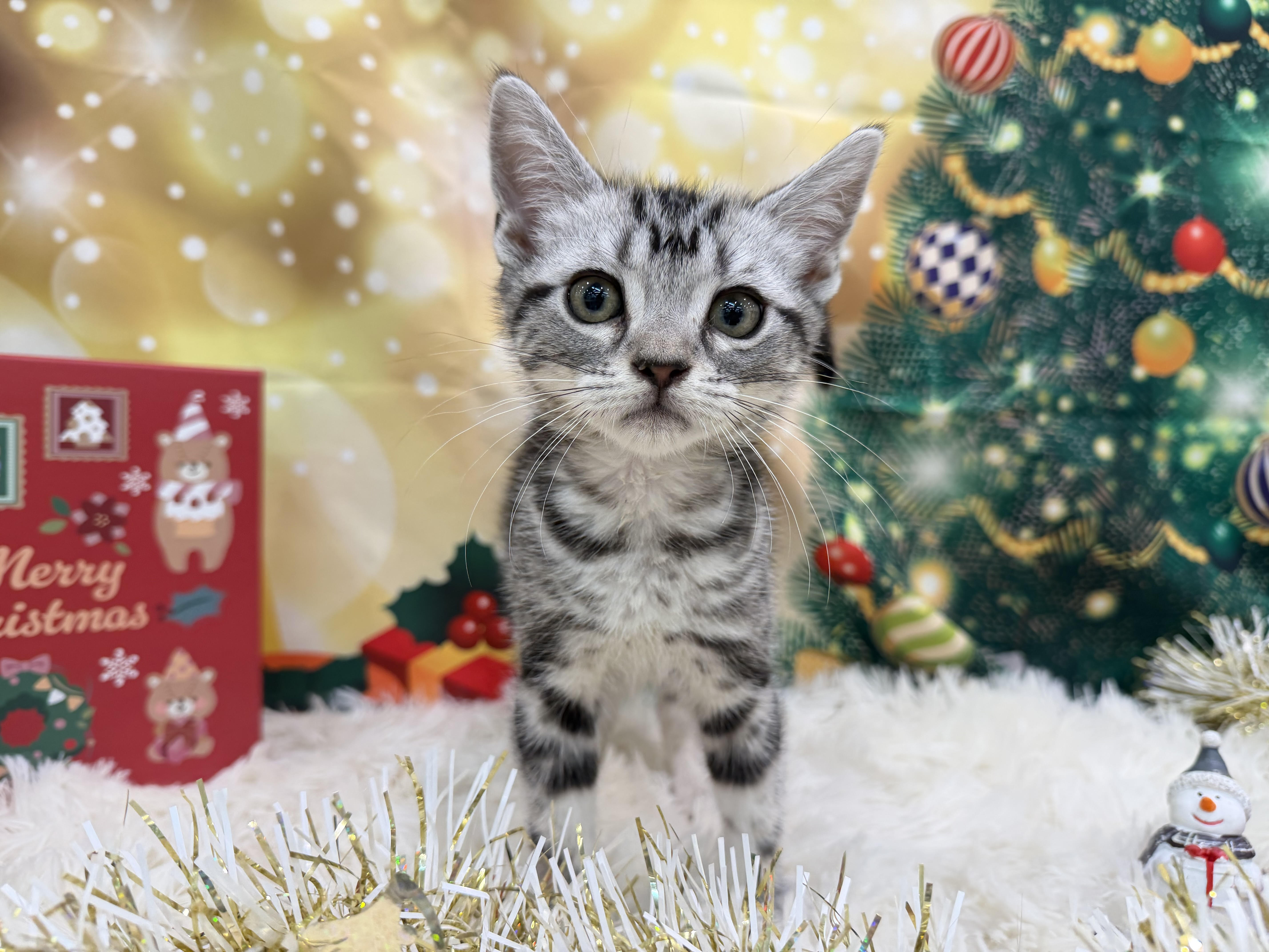 静岡県のアメリカンショートヘアー (ペッツワン清水店/2025年9月12日生まれ/男の子/シルバータビー)の子猫