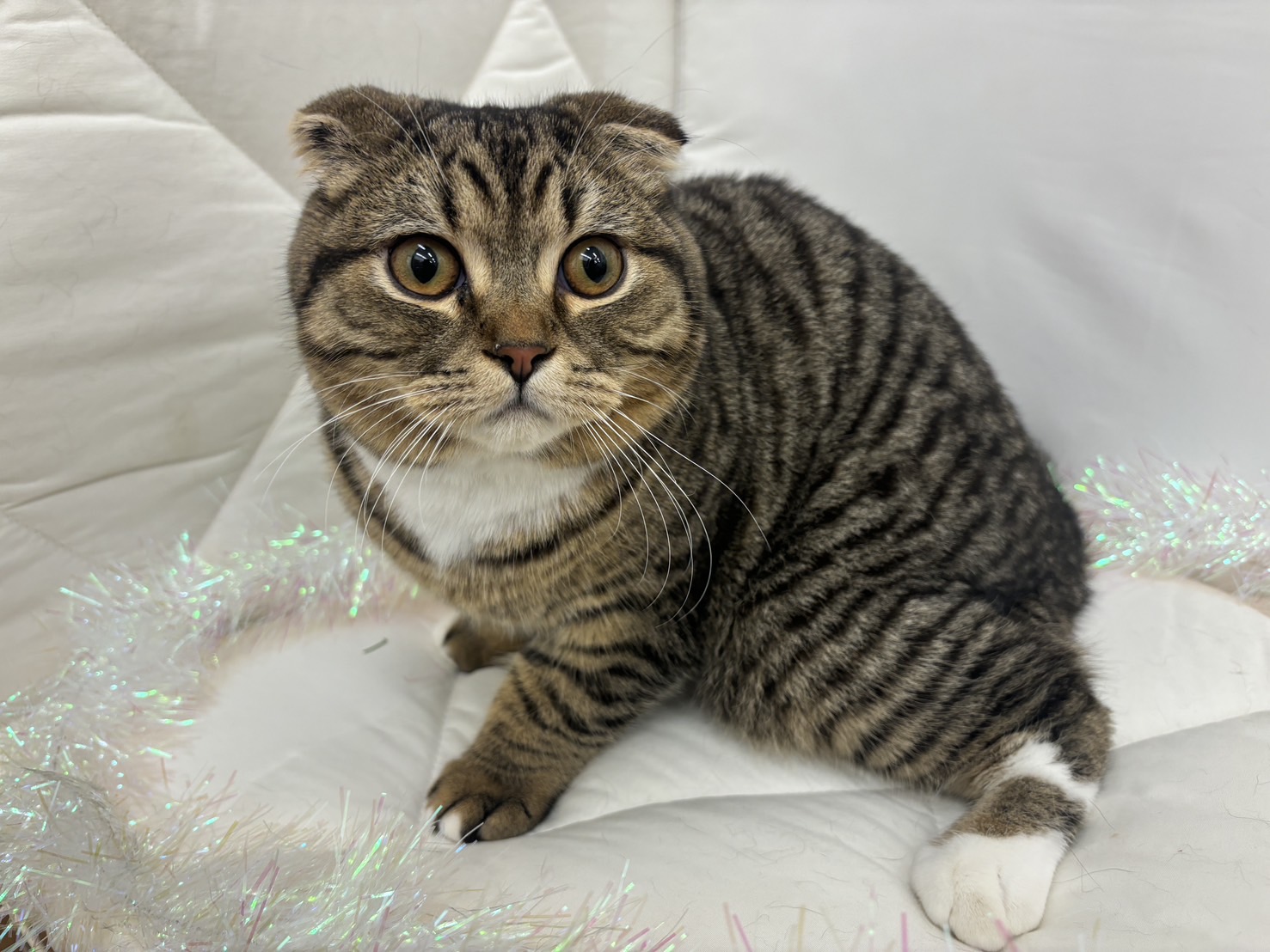 茨城県のスコティッシュフォールド (ペッツワン石岡玉里店/2025年5月31日生まれ/男の子/ブラウンタビーホワイト)の子猫の1枚目の画像