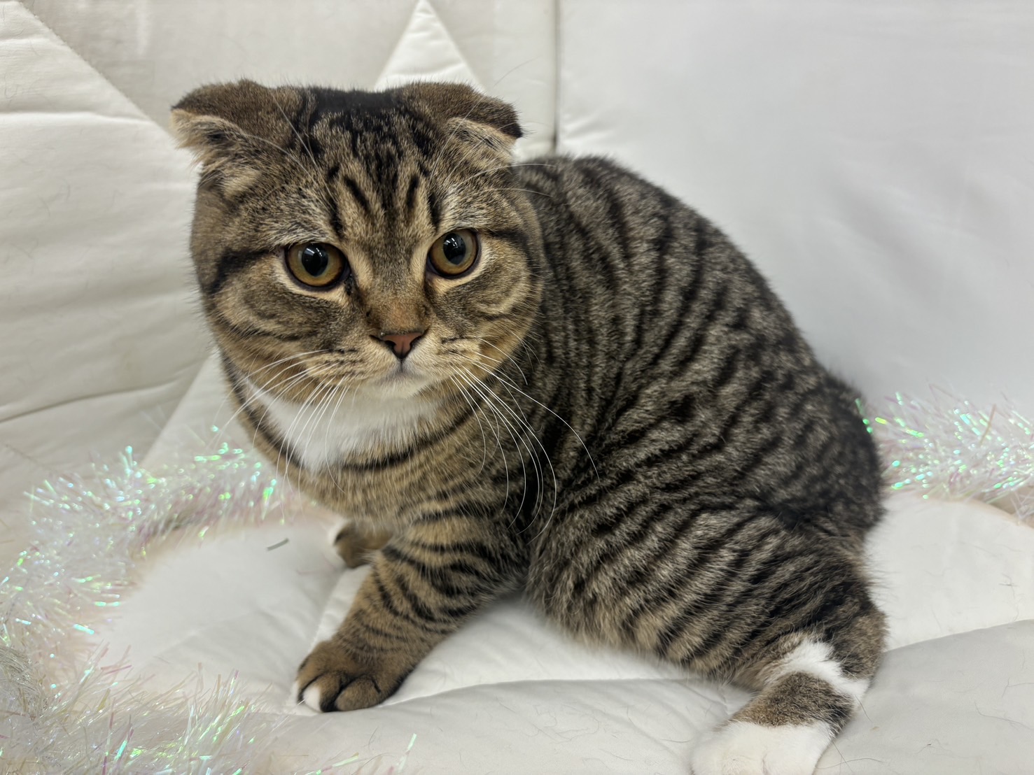 茨城県のスコティッシュフォールド (ペッツワン石岡玉里店/2025年5月31日生まれ/男の子/ブラウンタビーホワイト)の子猫の2枚目の画像