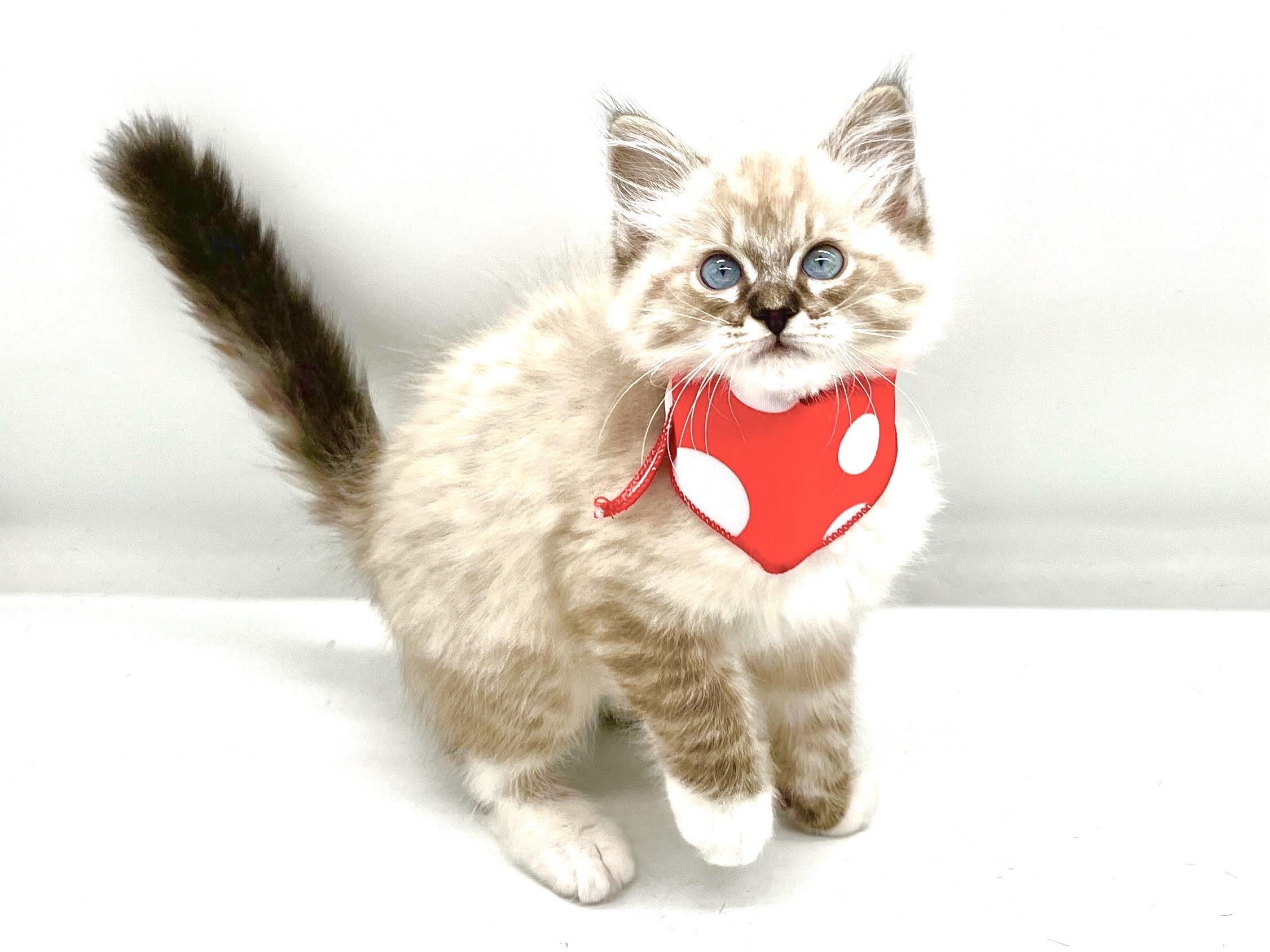 埼玉県のラグドール (ペッツワンなめがわモール店/2025年9月23日生まれ/男の子/シールリンクスポイントミテッド)の子猫