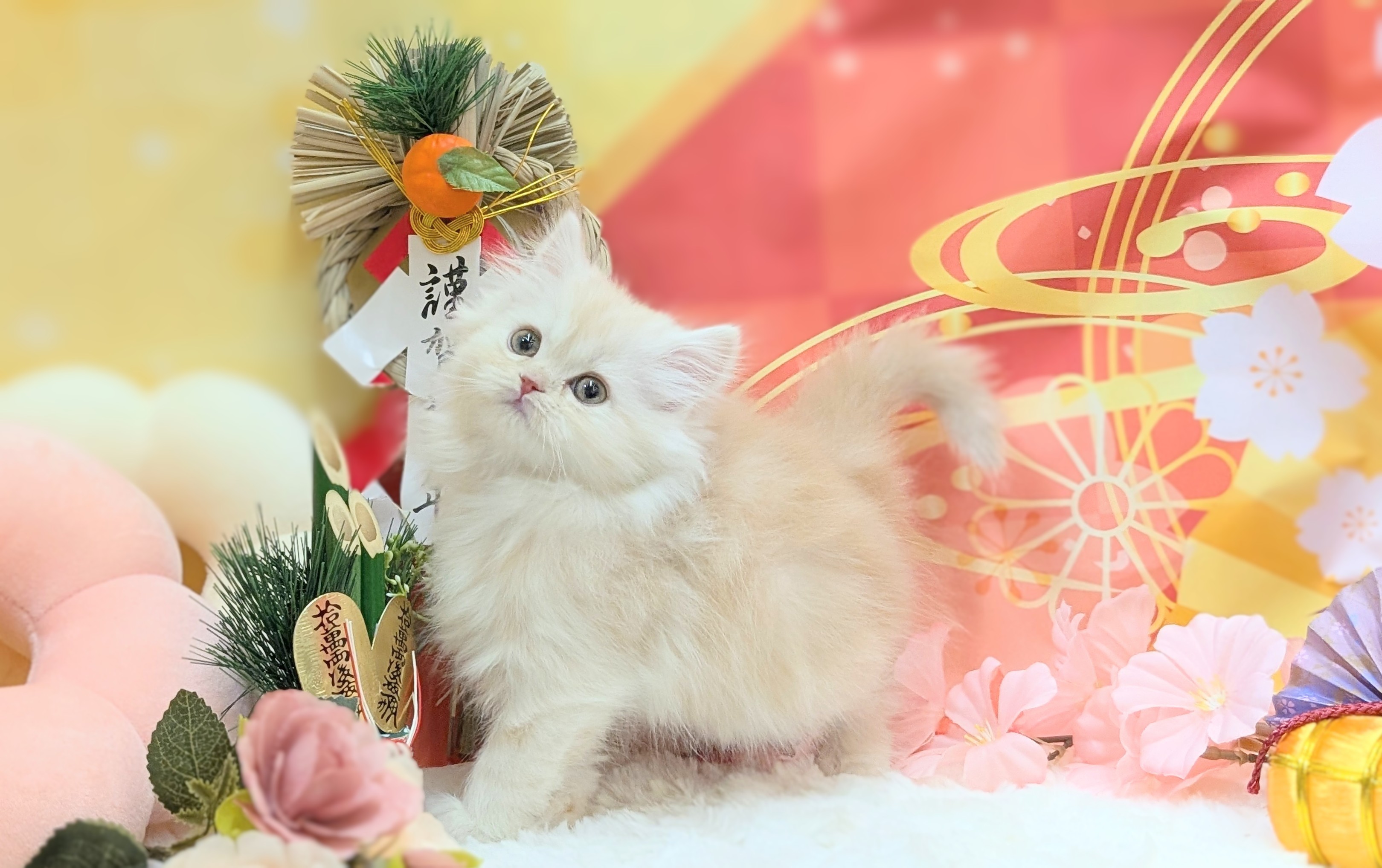 兵庫県のスコティッシュフォールド (ペッツワン神戸西神南店/2025年10月28日生まれ/女の子/クリームタビー)の子猫の2枚目の画像