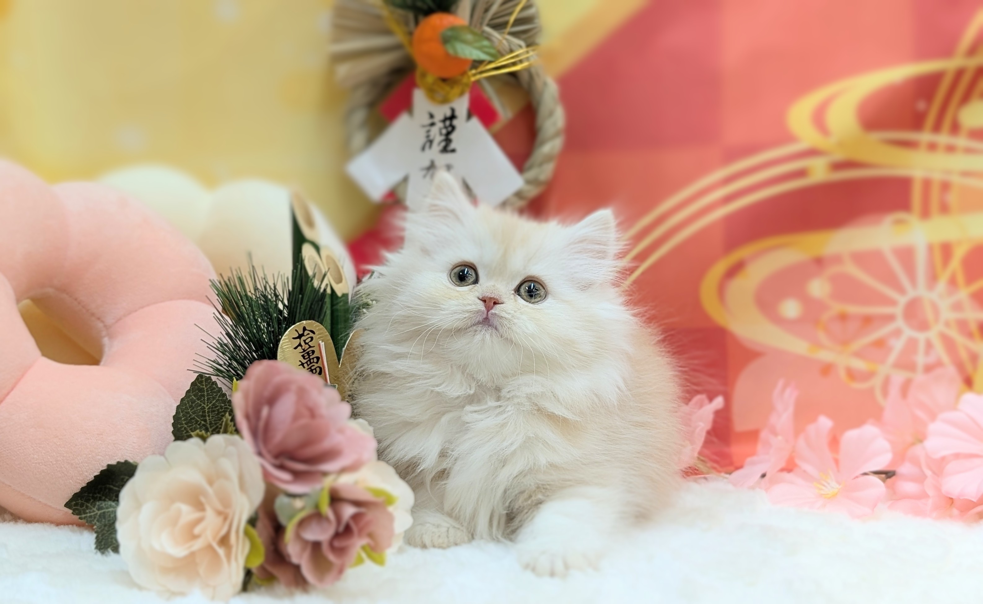 兵庫県のスコティッシュフォールド (ペッツワン神戸西神南店/2025年10月28日生まれ/女の子/クリームタビー)の子猫の3枚目の画像