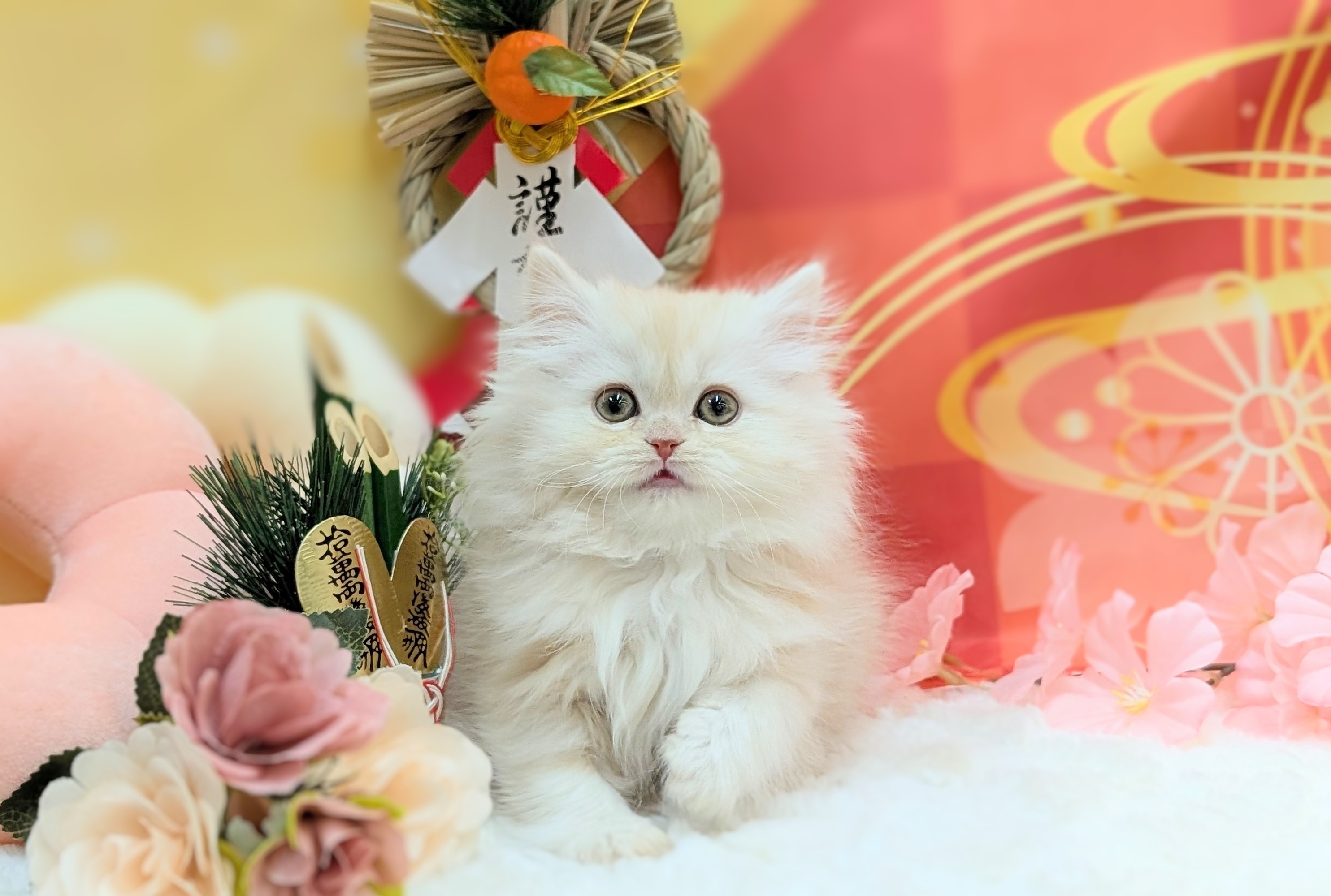 兵庫県のスコティッシュフォールド (ペッツワン神戸西神南店/2025年10月28日生まれ/女の子/クリームタビー)の子猫の1枚目の画像