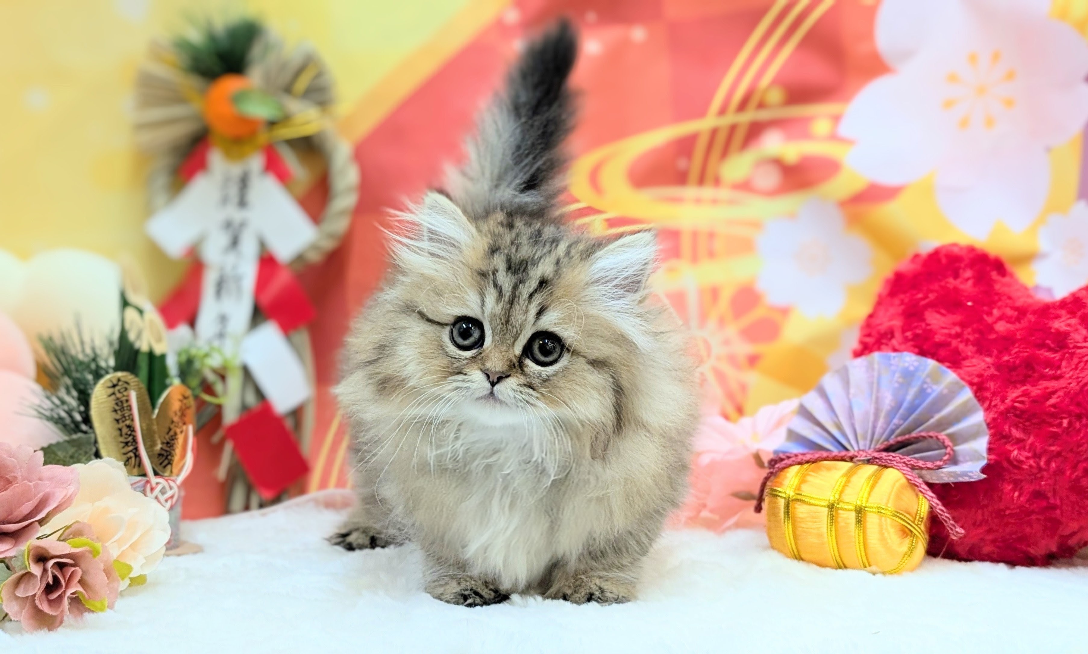 兵庫県のミヌエット (ペッツワン神戸西神南店/2025年10月18日生まれ/女の子/ブラウンタビー)の子猫