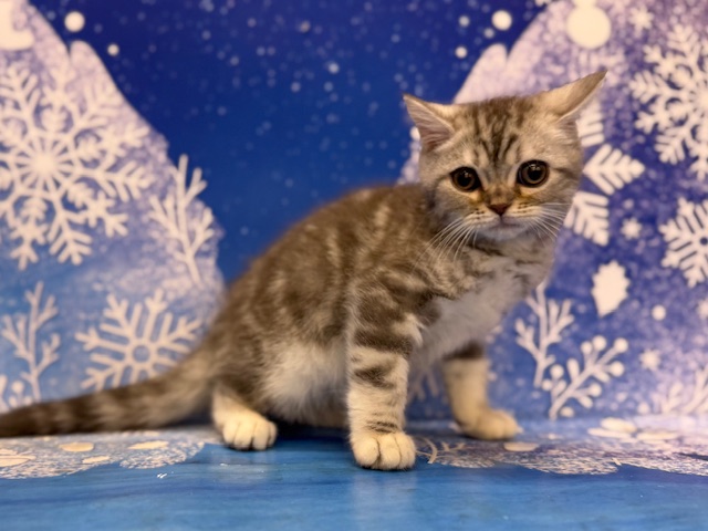 神奈川県のブリティッシュショートヘアー (ペッツワン秦野店/2025年10月1日生まれ/男の子/ブルーシルバータビー)の子猫