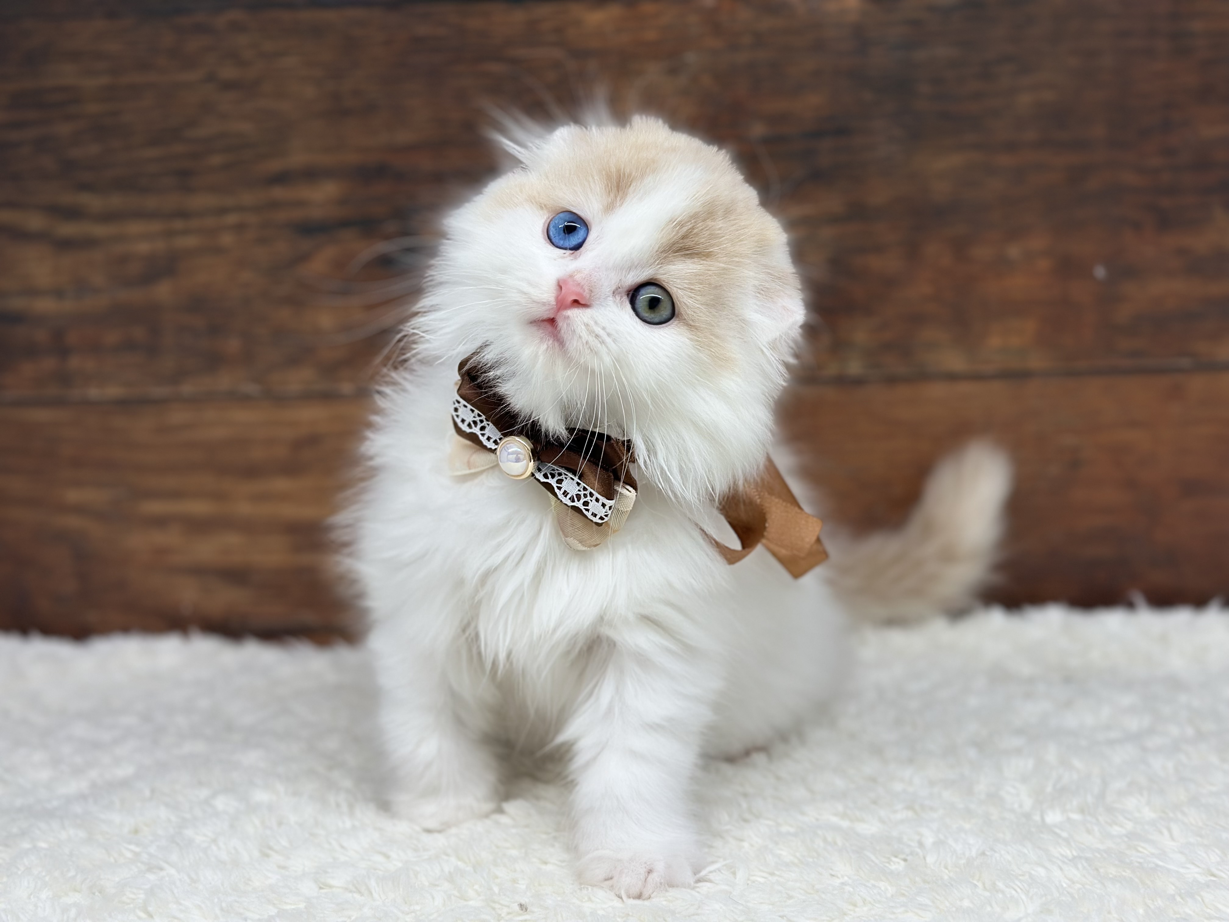 愛知県のスコティッシュフォールド (ペッツワン名古屋大高インター店/2025年10月23日生まれ/男の子/カメオタビーホワイト)の子猫の2枚目の画像