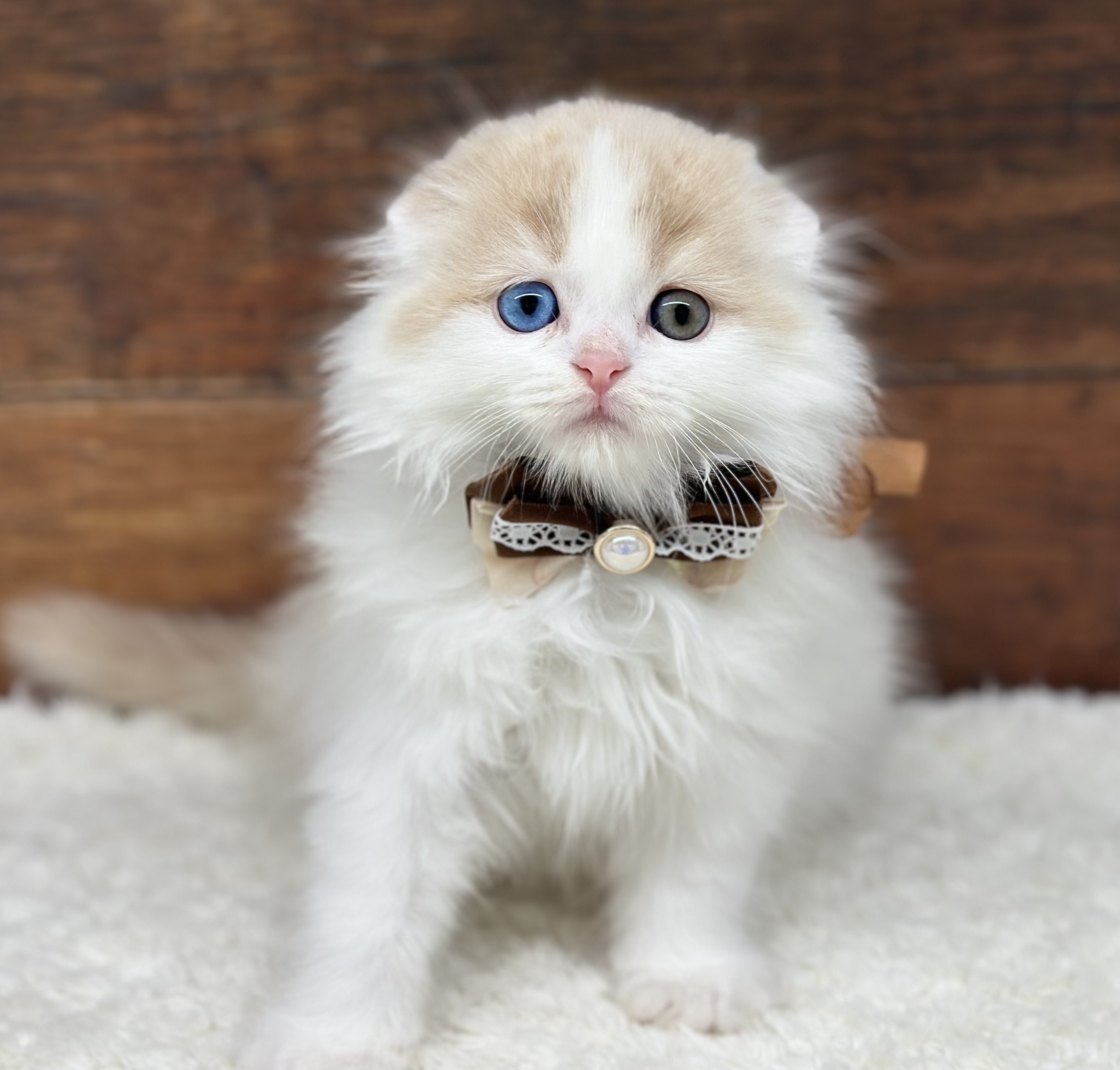 愛知県のスコティッシュフォールド (ペッツワン名古屋大高インター店/2025年10月23日生まれ/男の子/カメオタビーホワイト)の子猫の1枚目の画像