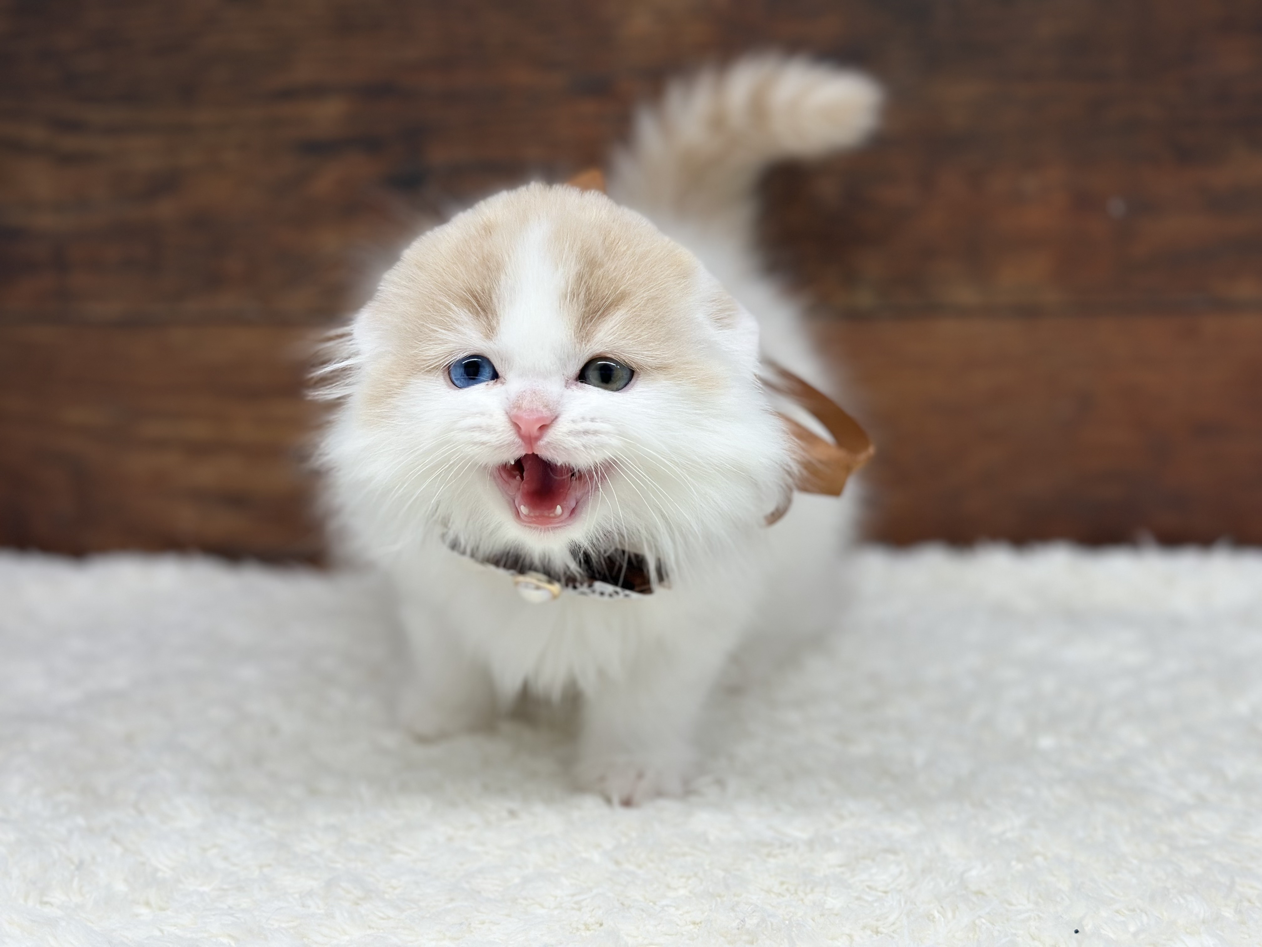 愛知県のスコティッシュフォールド (ペッツワン名古屋大高インター店/2025年10月23日生まれ/男の子/カメオタビーホワイト)の子猫の3枚目の画像