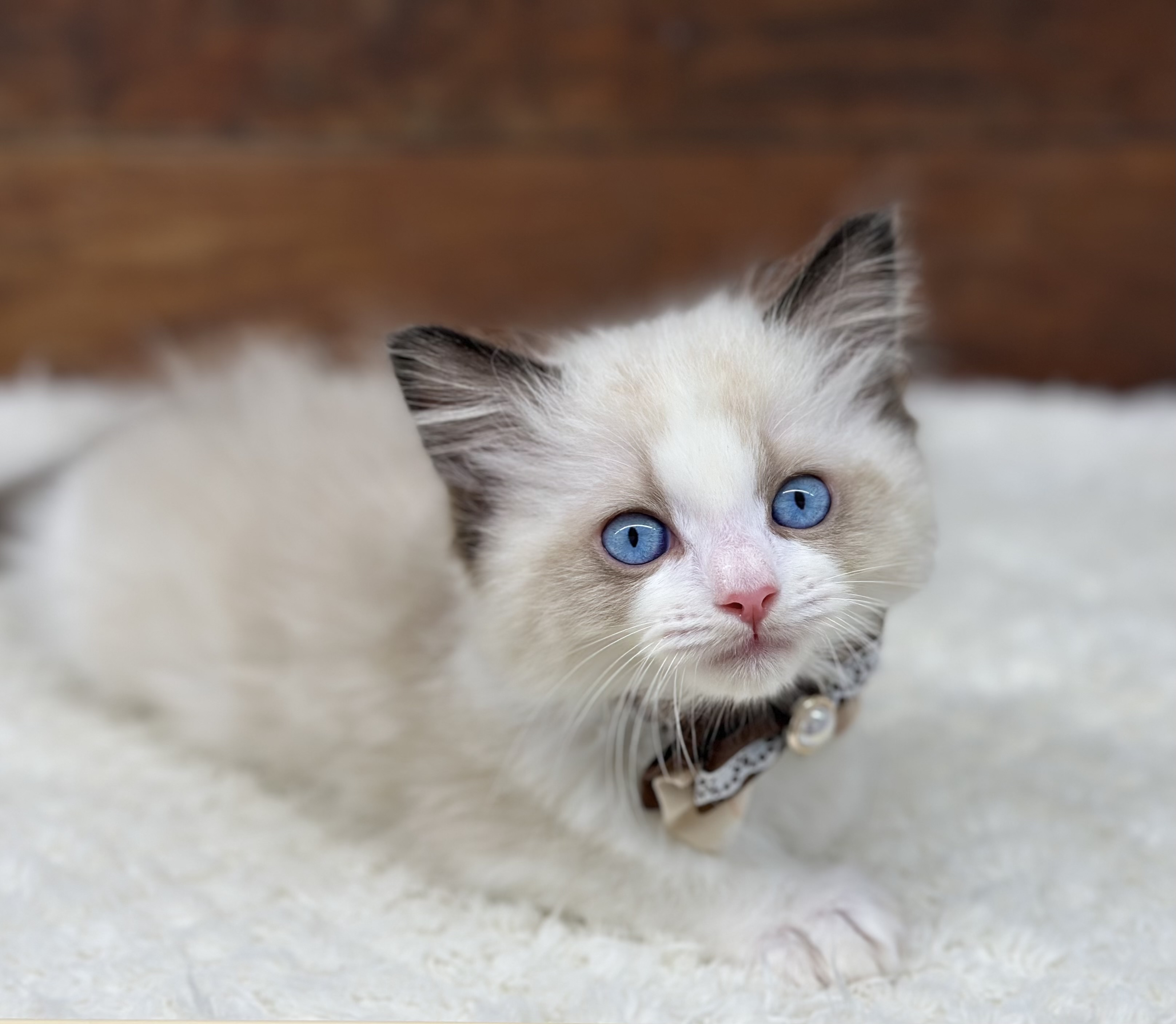 愛知県のラグドール (ペッツワン名古屋大高インター店/2025年10月24日生まれ/男の子/シールポイントバイカラー)の子猫