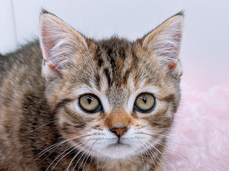 愛知県のスコティッシュフォールド (ペッツワン小牧店/2025年10月26日生まれ/女の子/ブラウン)の子猫