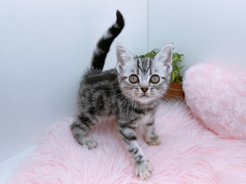 愛知県のアメリカンショートヘアー (ペッツワン小牧店/2025年10月30日生まれ/女の子/シルバー)の子猫