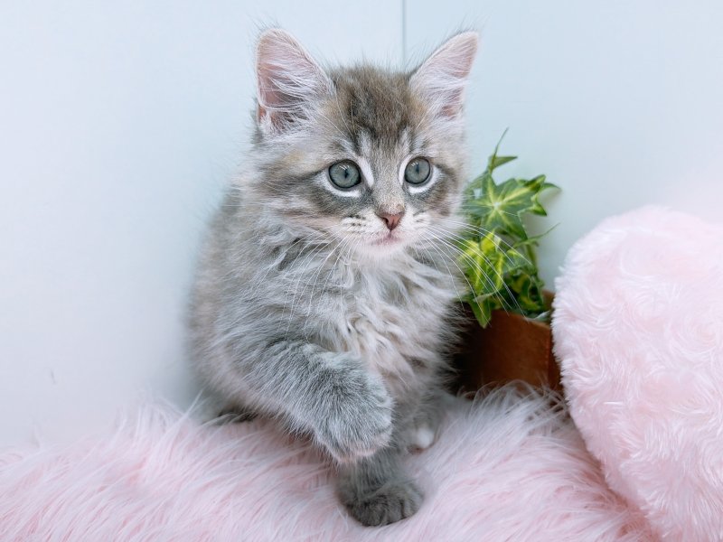 愛知県のノルウェージャンフォレストキャット (ペッツワン小牧店/2025年11月1日生まれ/男の子/ブルー)の子猫