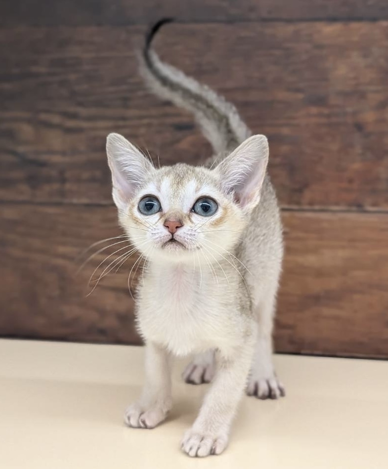 愛知県のシンガプーラ (ペッツワン名古屋大高インター店/2025年10月25日生まれ/女の子/セピアアグーティ)の子猫の3枚目の画像